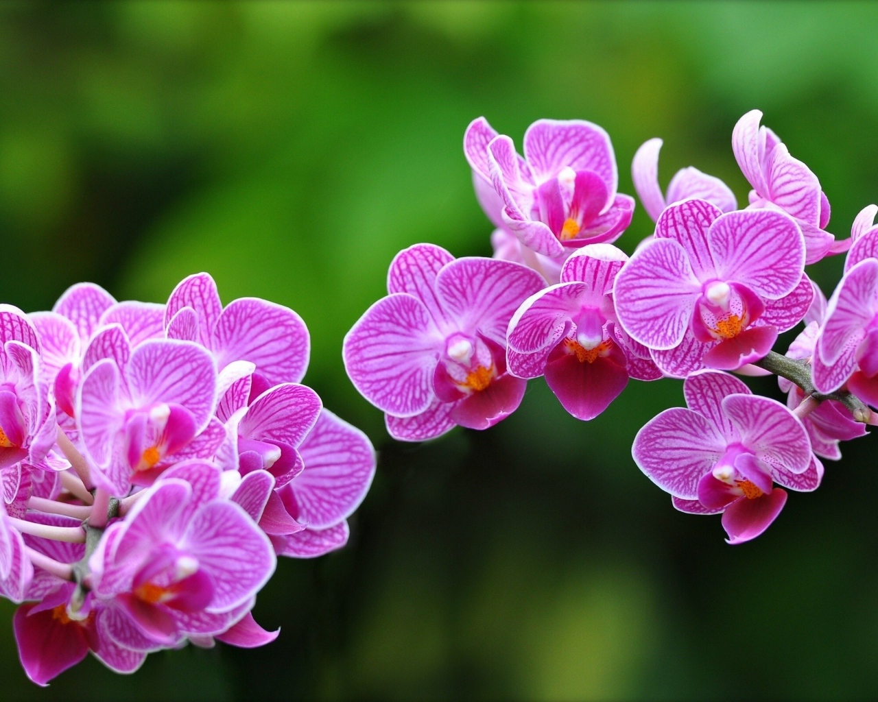 Цветки Орхидеи