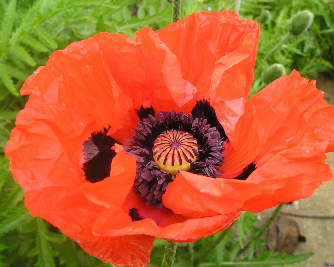 Восточный мак распустился в саду