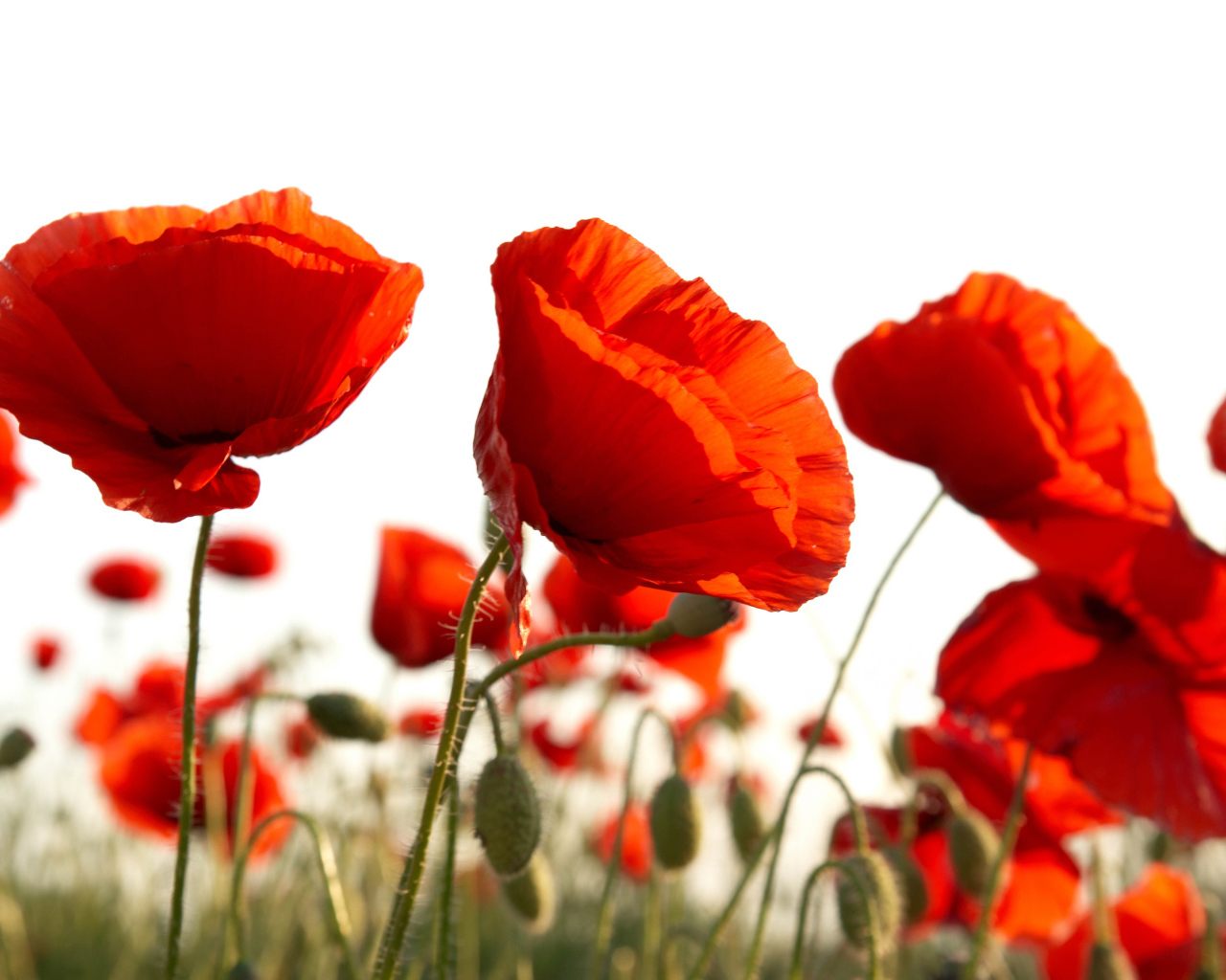 Восточный мак распустился в поле