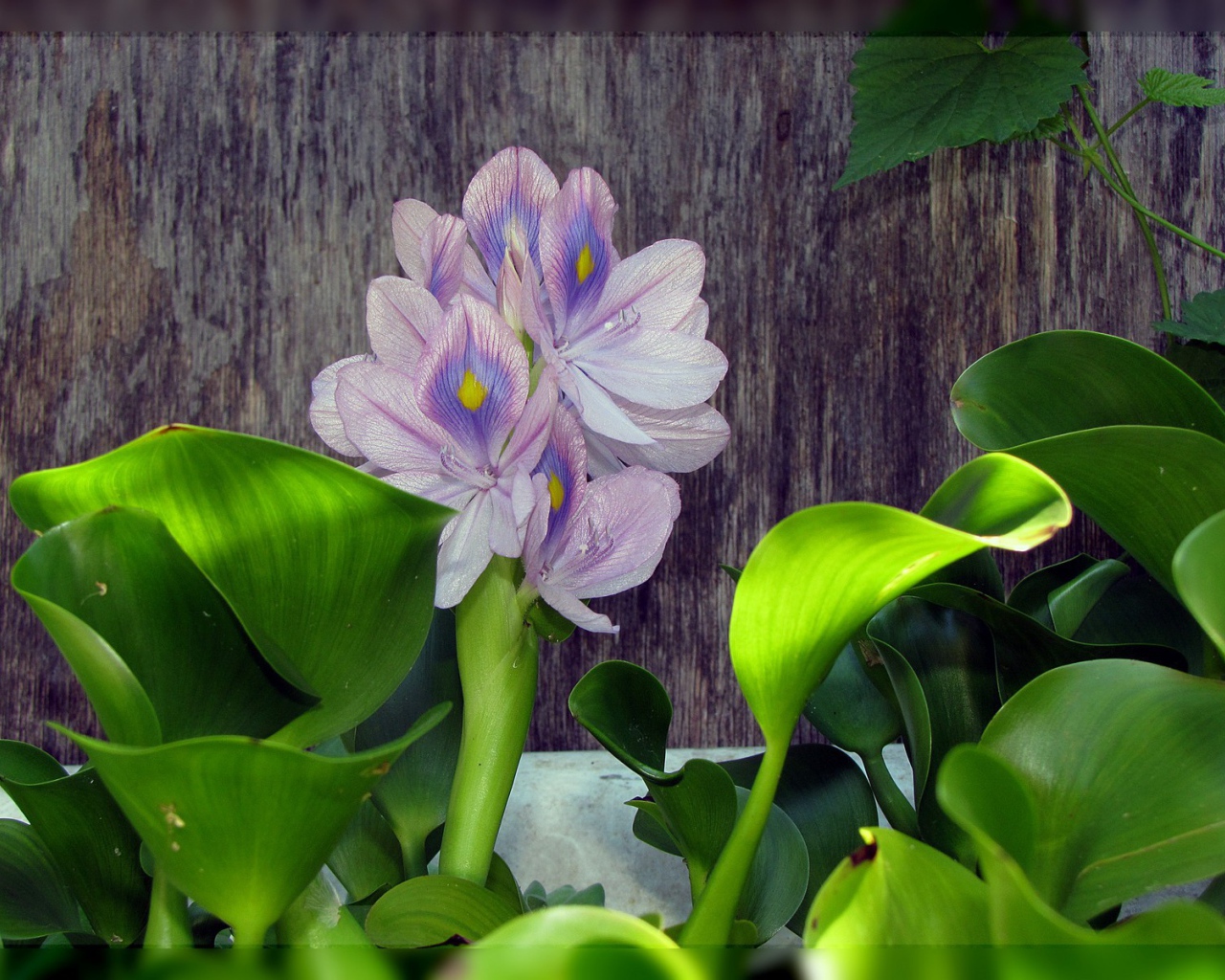 Цветок гиацинт восточный