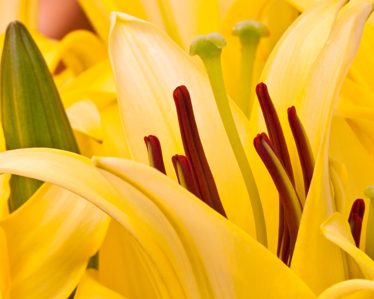 Восточная лилия