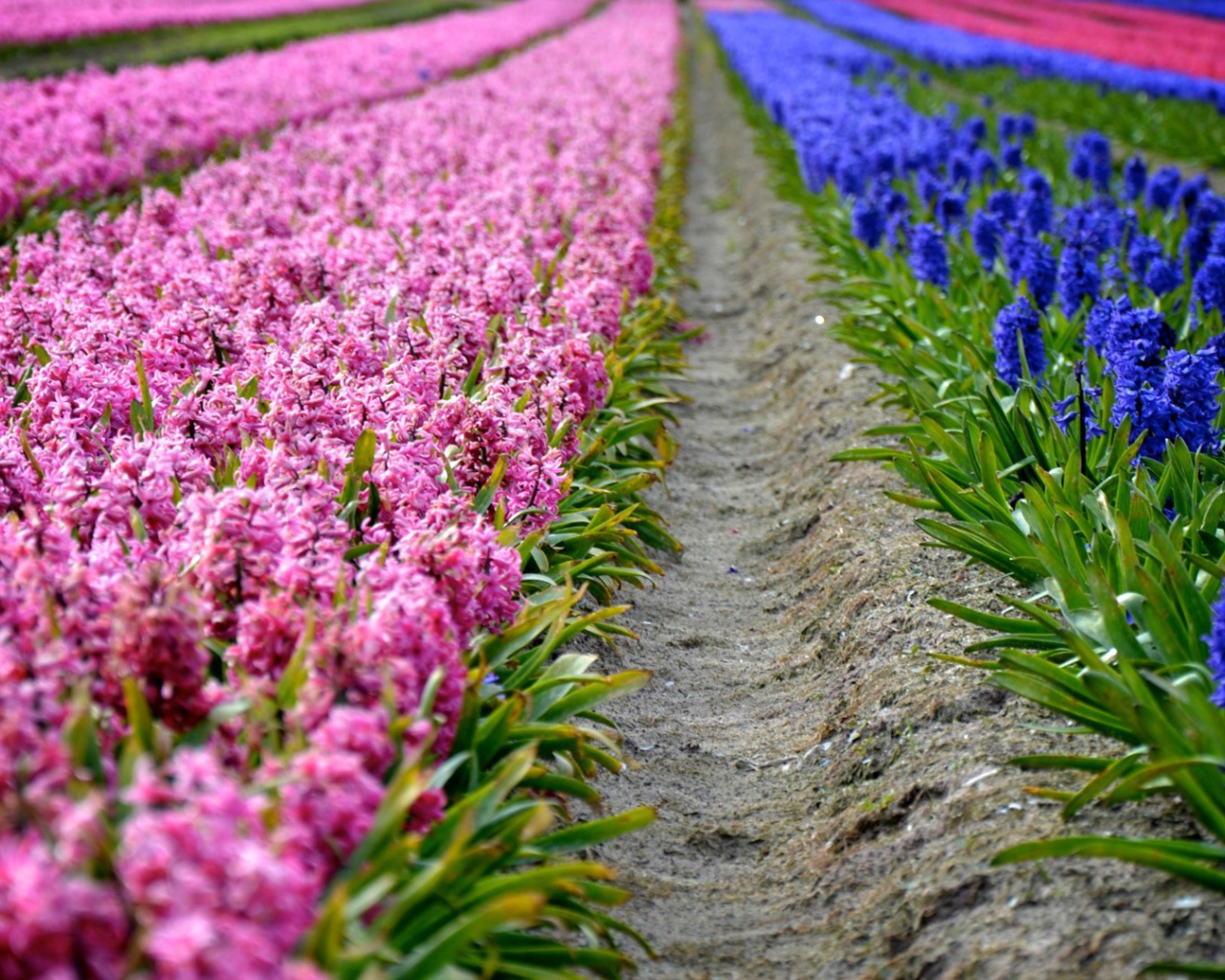 Поля декоративных цветов