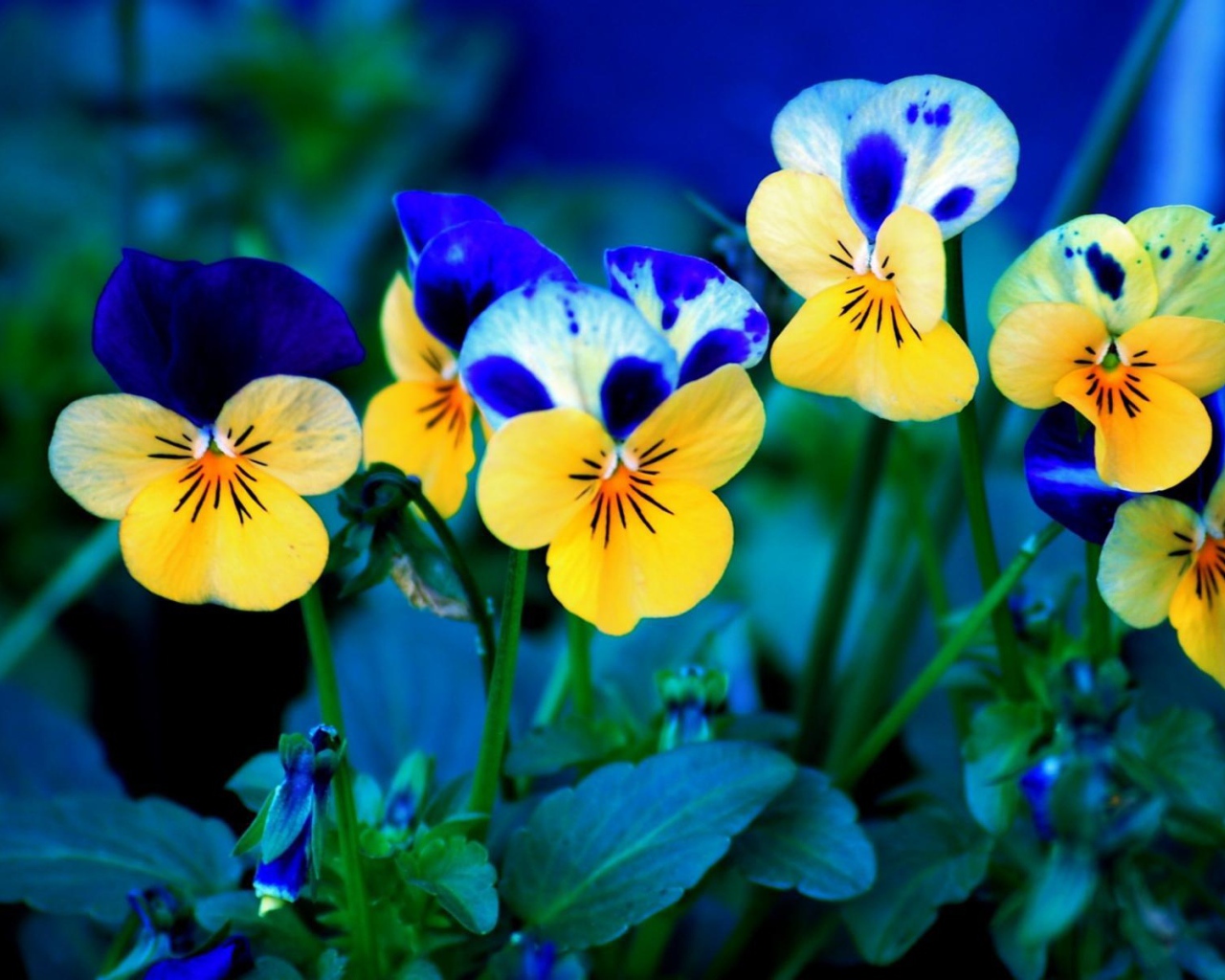 Цветы Анютины глазки расцвели на лужайке