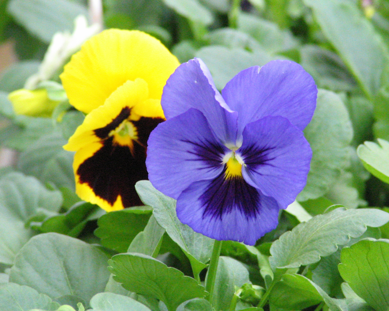 Анютины глазки расцвели в саду