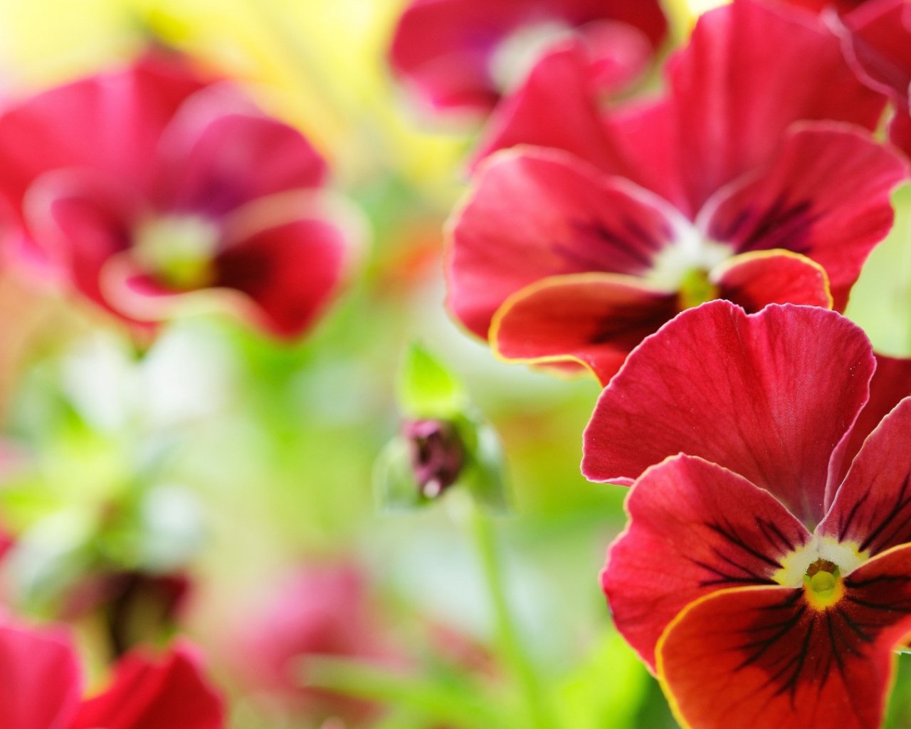 Анютины глазки