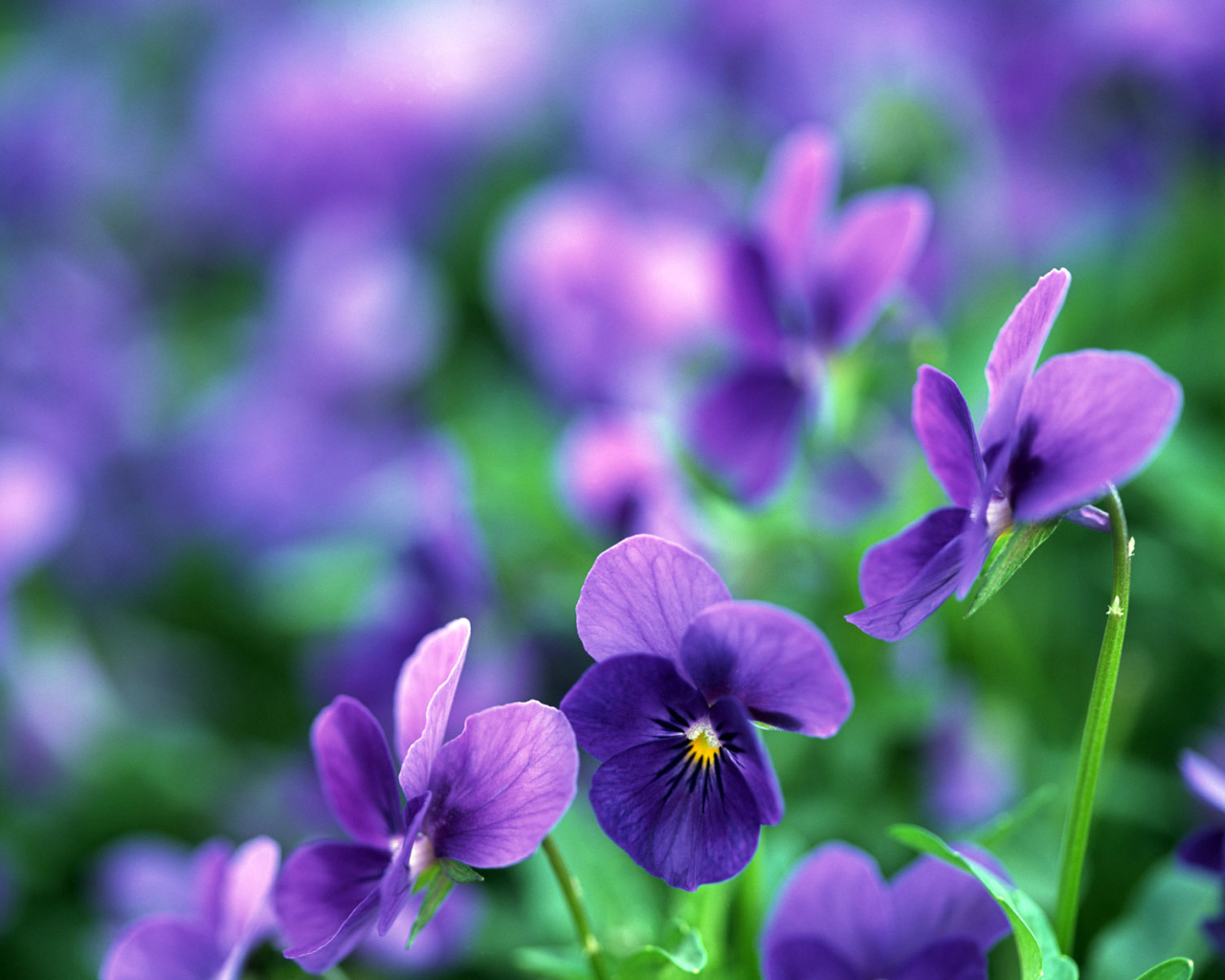 Цветы анютины глазки в саду