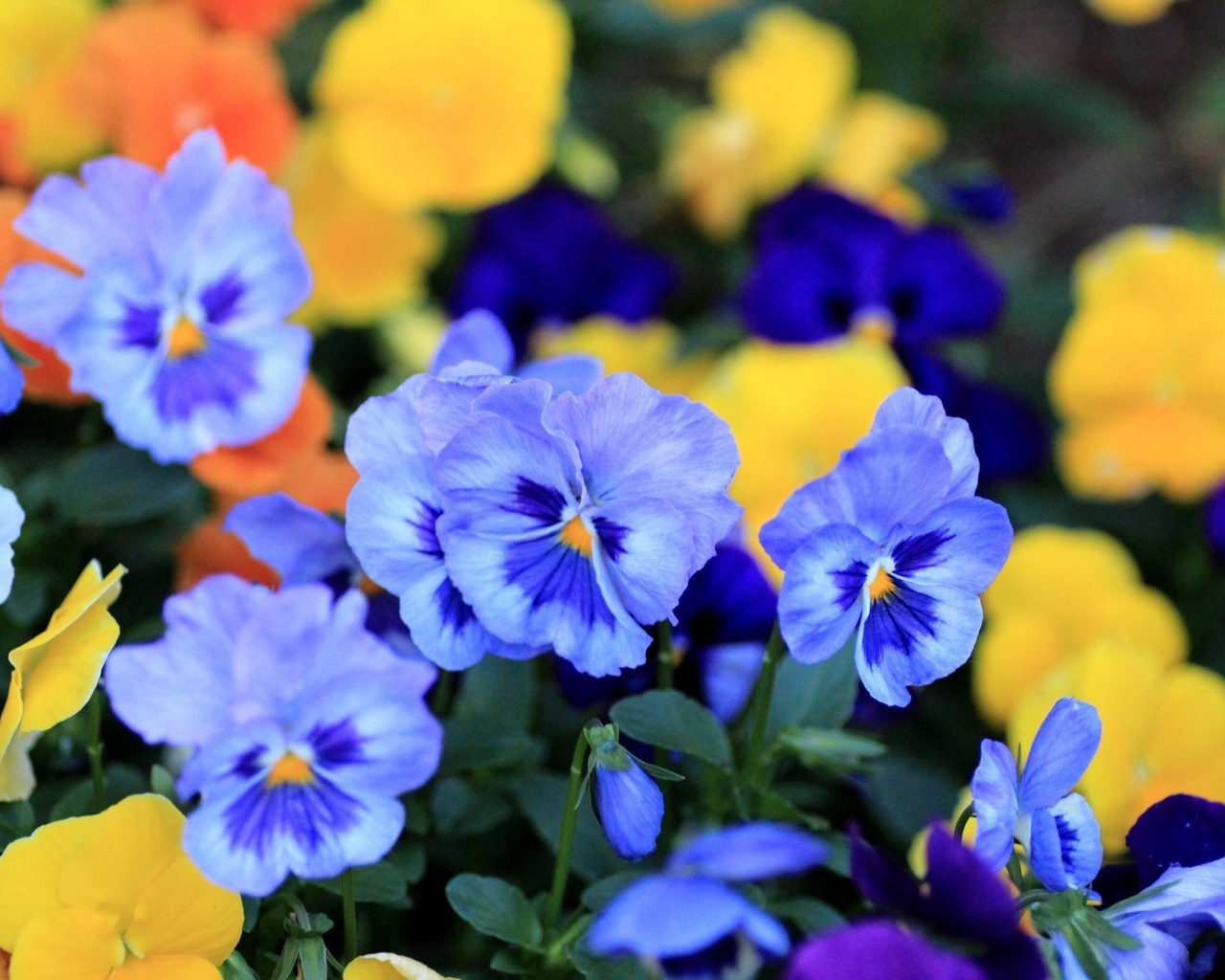 Цветы анютины глазки весной в саду