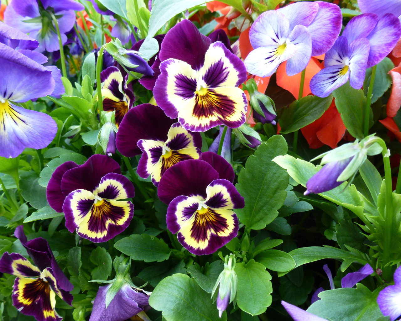 Цветы анютины глазки расцвели в лесу