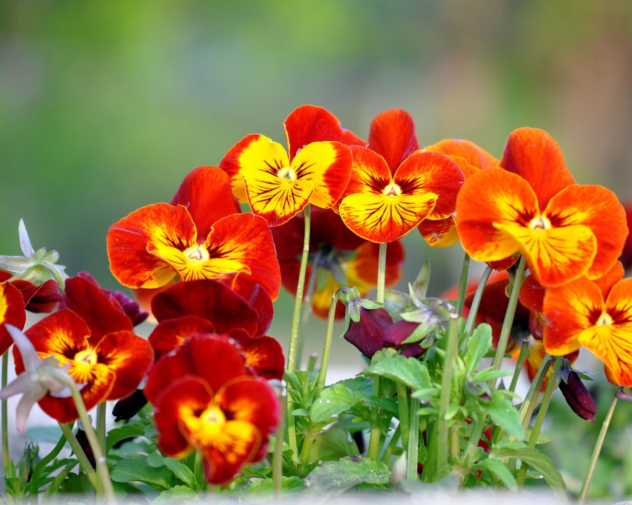 Цветы анютины глазки расцвели в саду