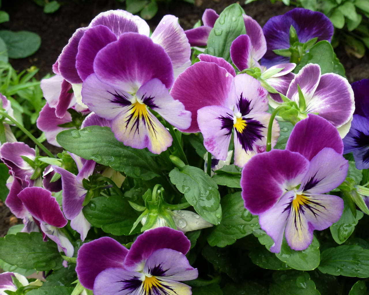 Цветы анютины глазки расцвели на поляне