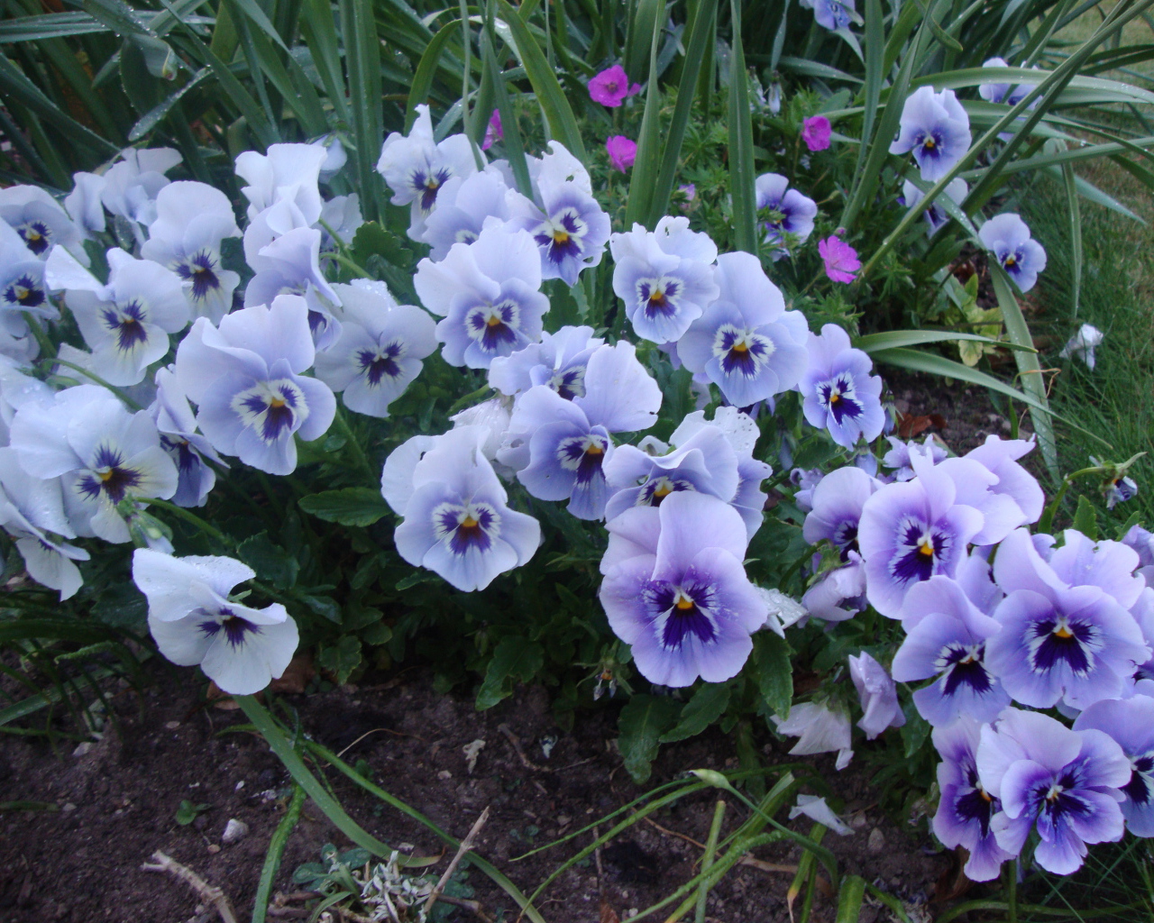 Цветы анютины глазки в лесу