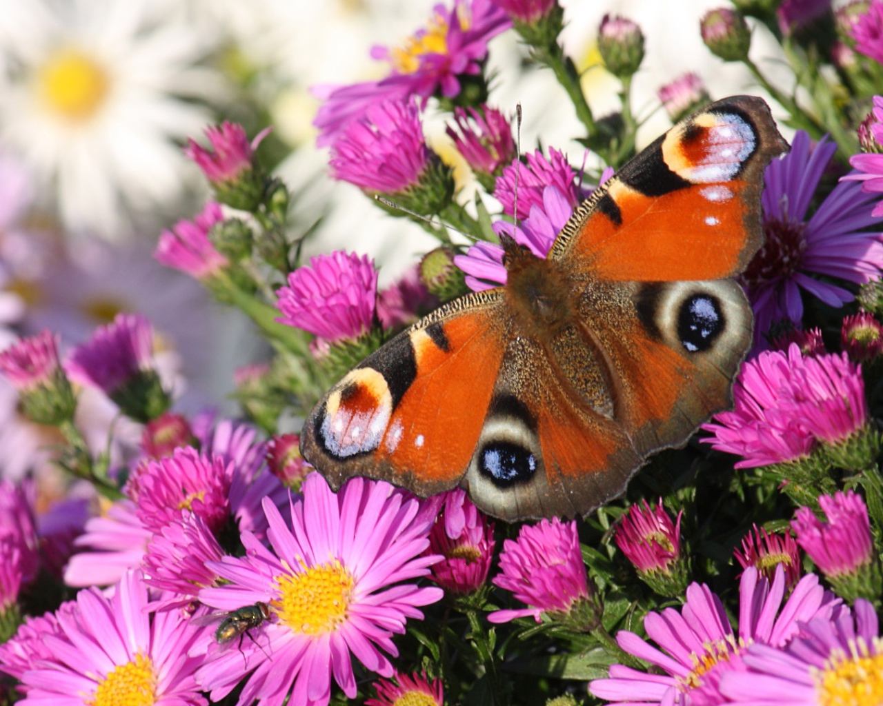 Бабочка павлин