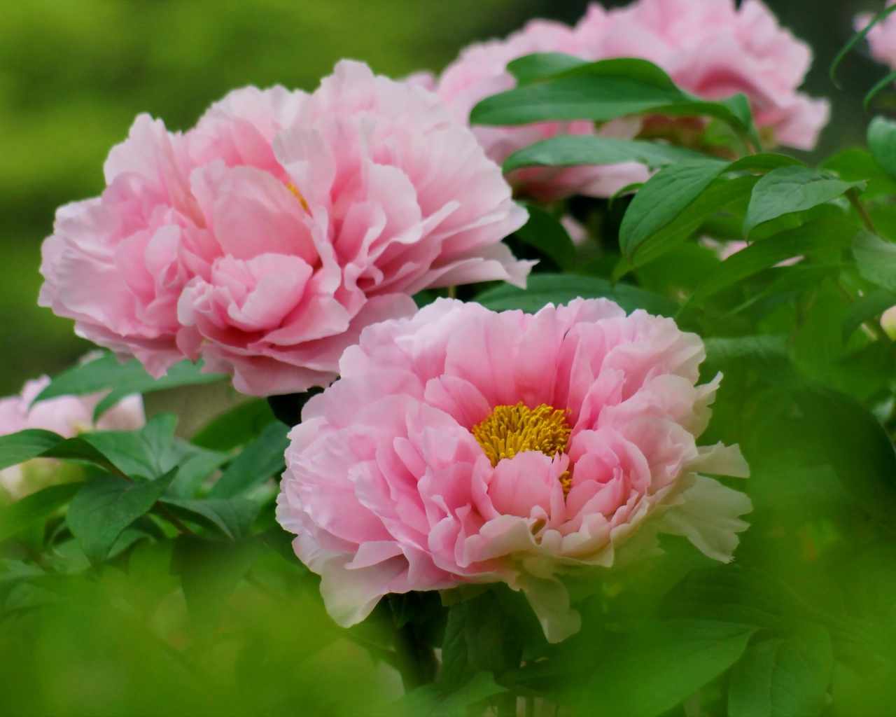 Цветы пионы под солнцем