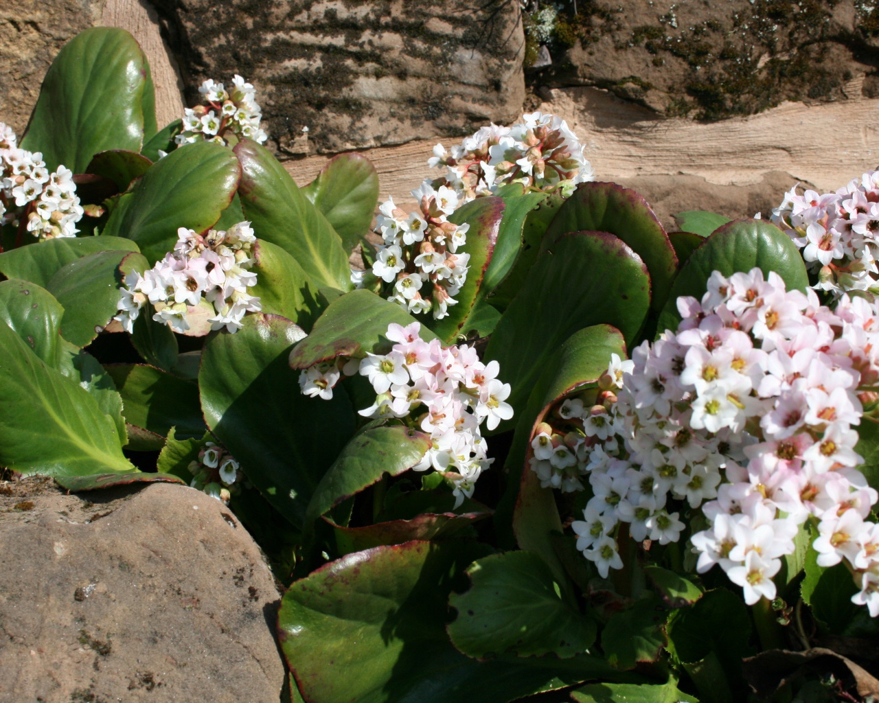 Бадан многолетнее растение