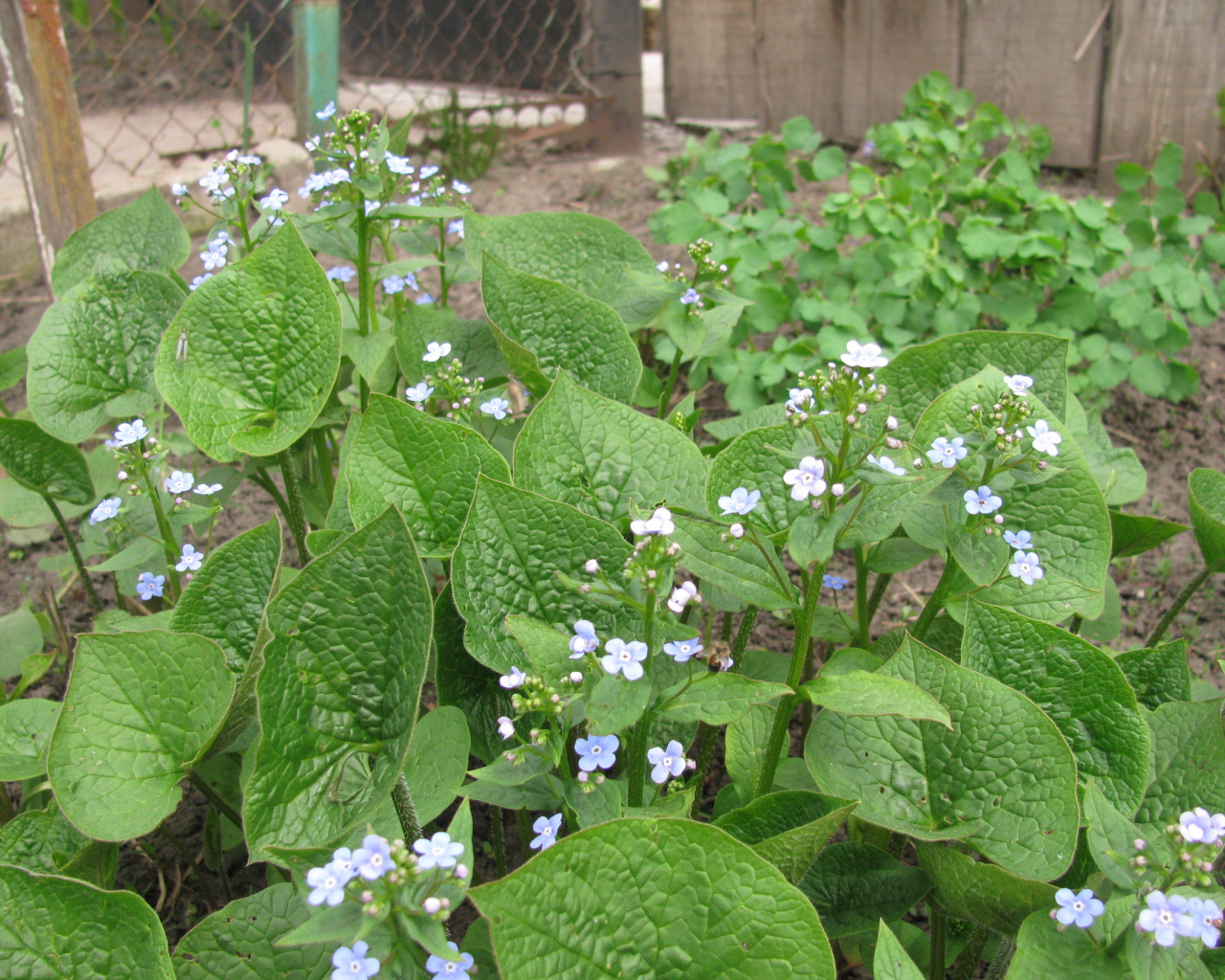 Многолетнее красивое растение бруннера