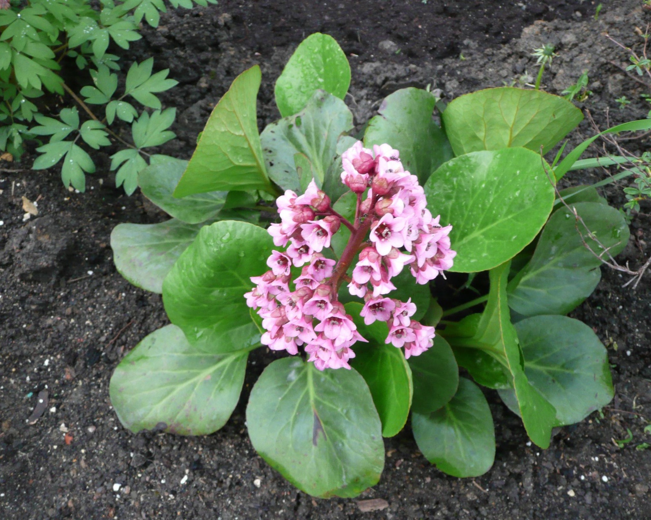 Многолетнее цветы бадан в парке