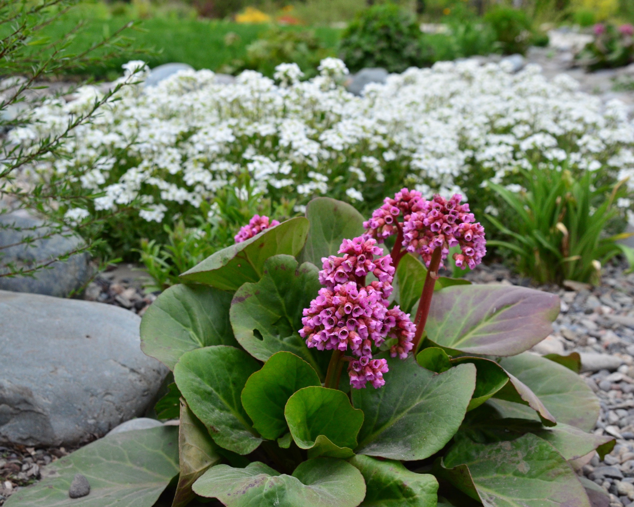 Многолетнее растение бадан