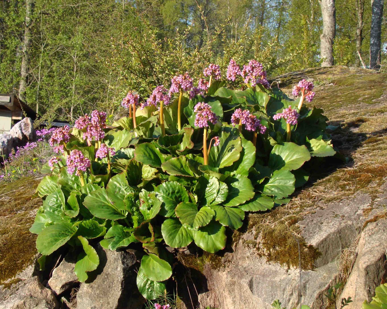 Многолетнее растение бадан в парке