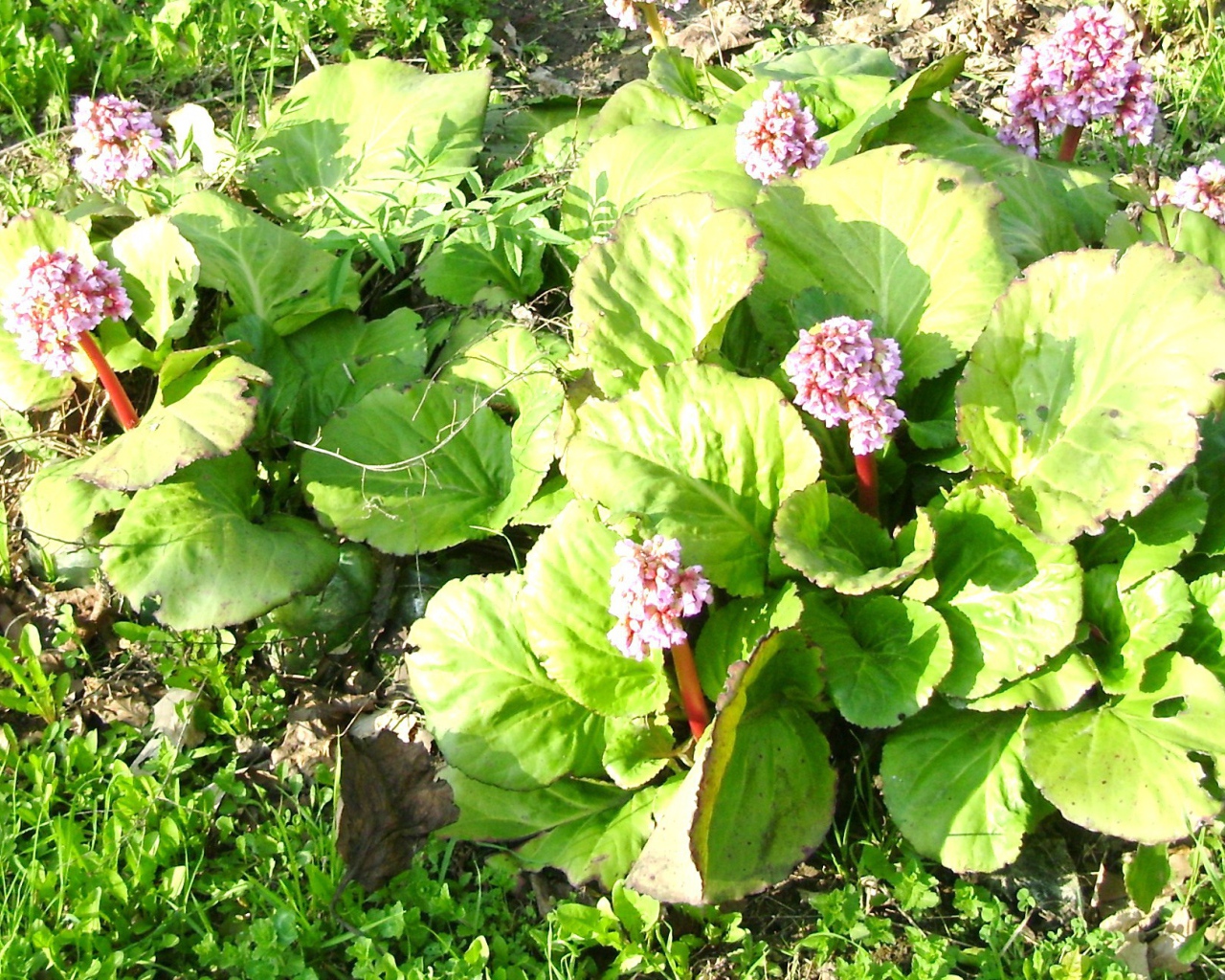 Многолетнее растение бадан на солнце