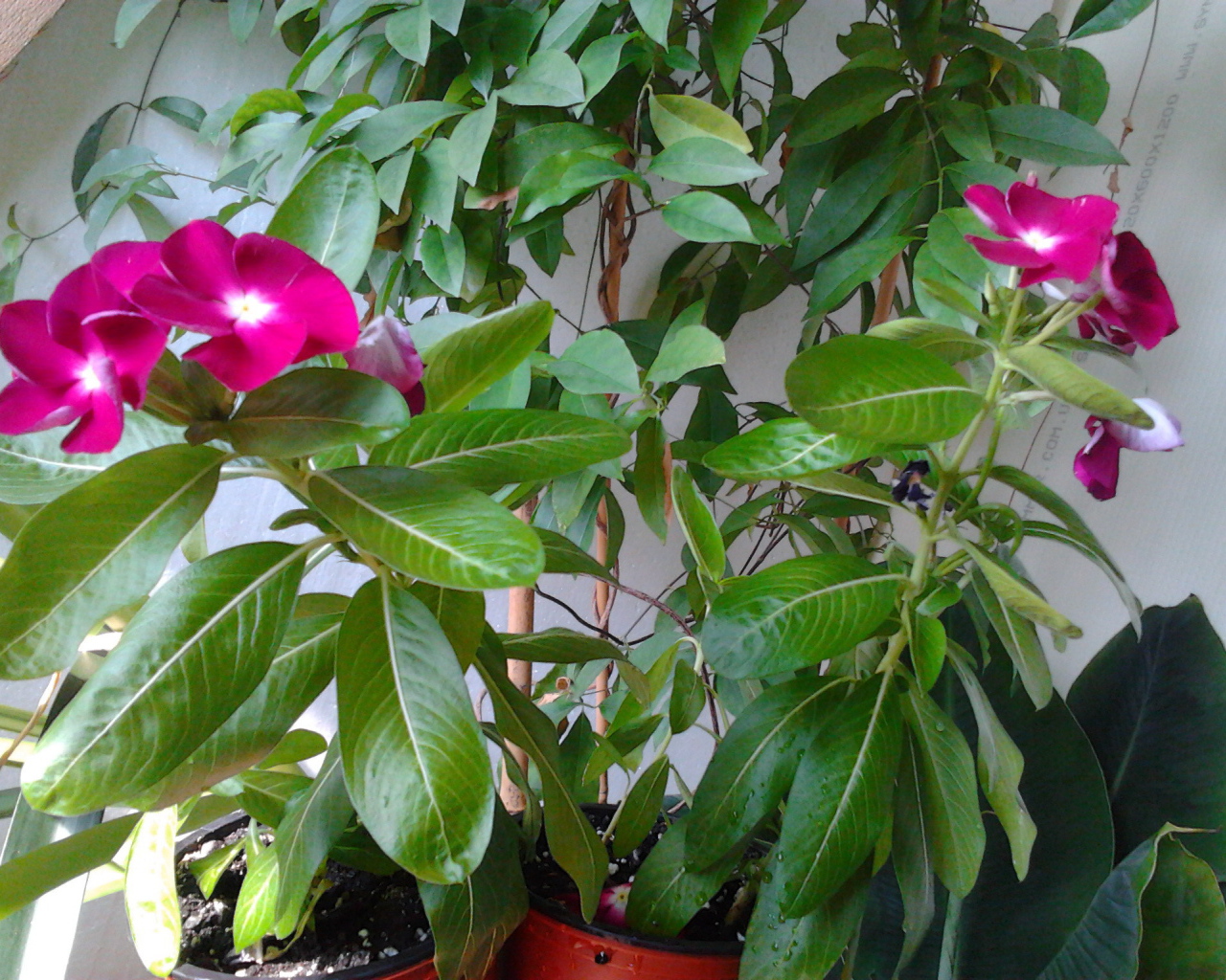 Садовые цветы барвинок на дачном участке