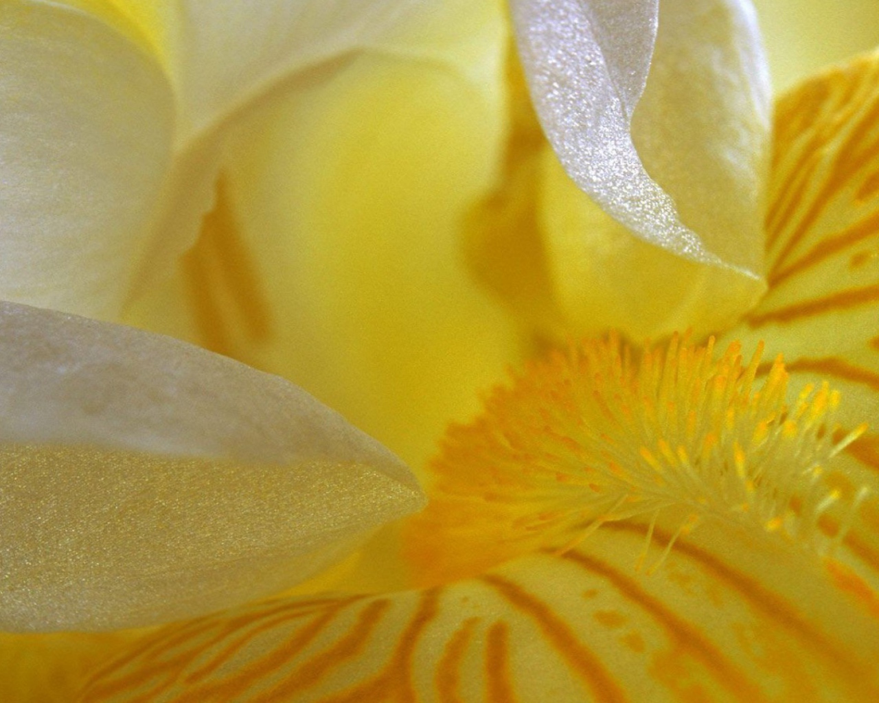 Лепестки желтого ириса