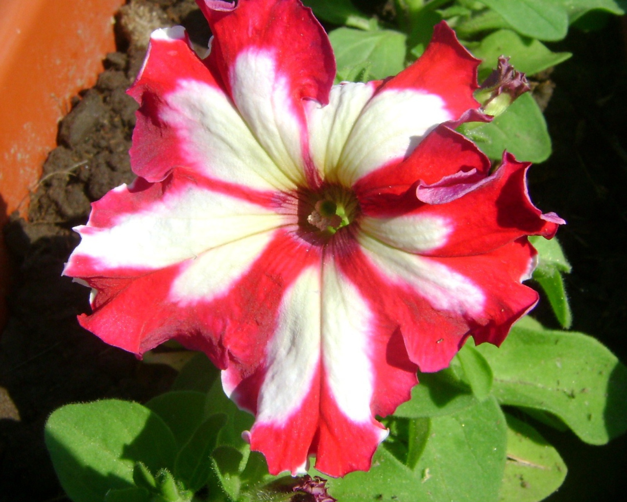 Выращивание цветов петуния в саду