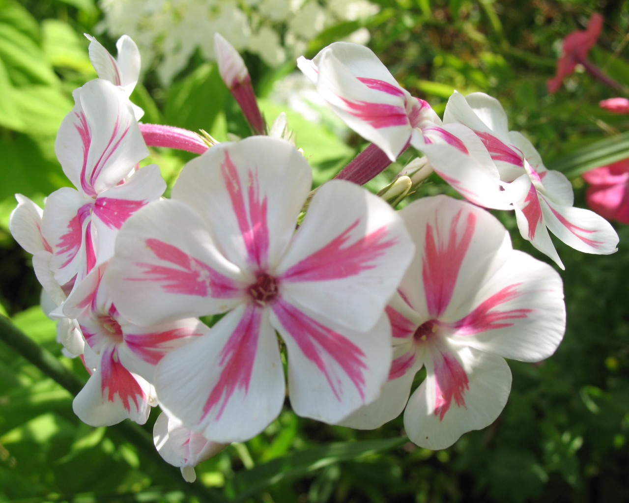 Флокс расцвел на солнечной поляне