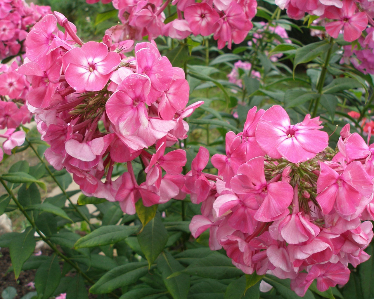 Цветы флокс цветут в саду