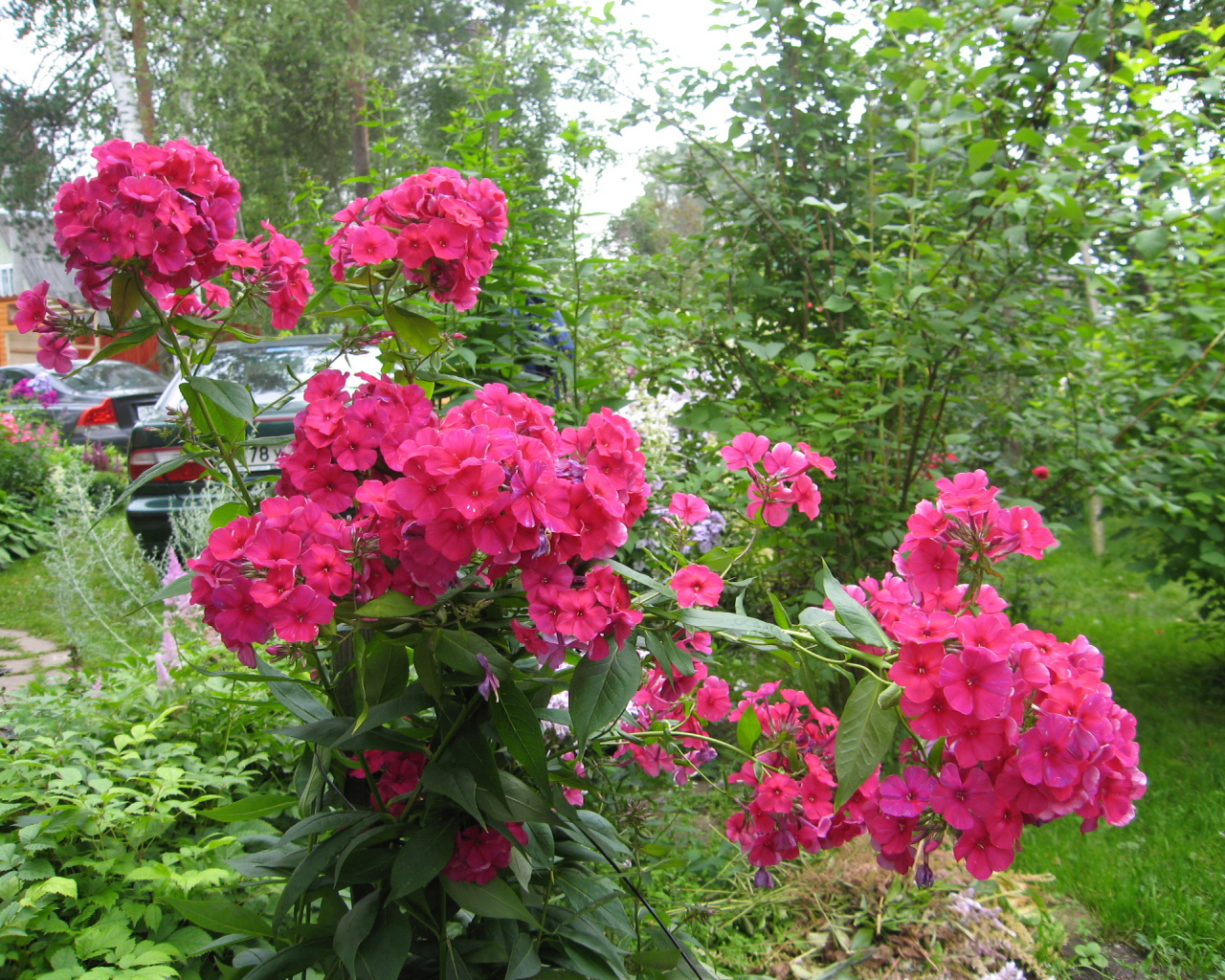 Цветы флокс цветут на поляне