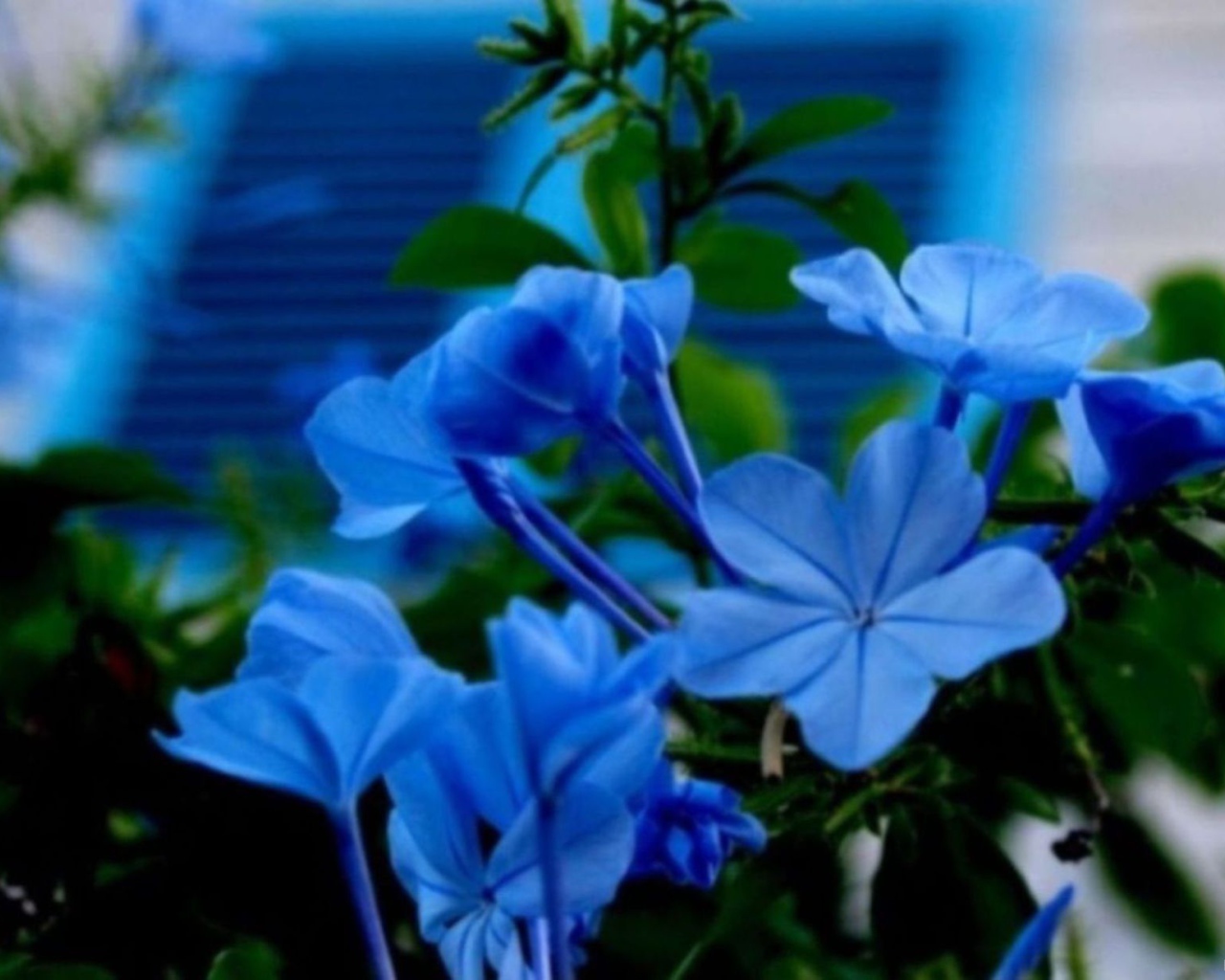 Цветы флокс весной на поляне