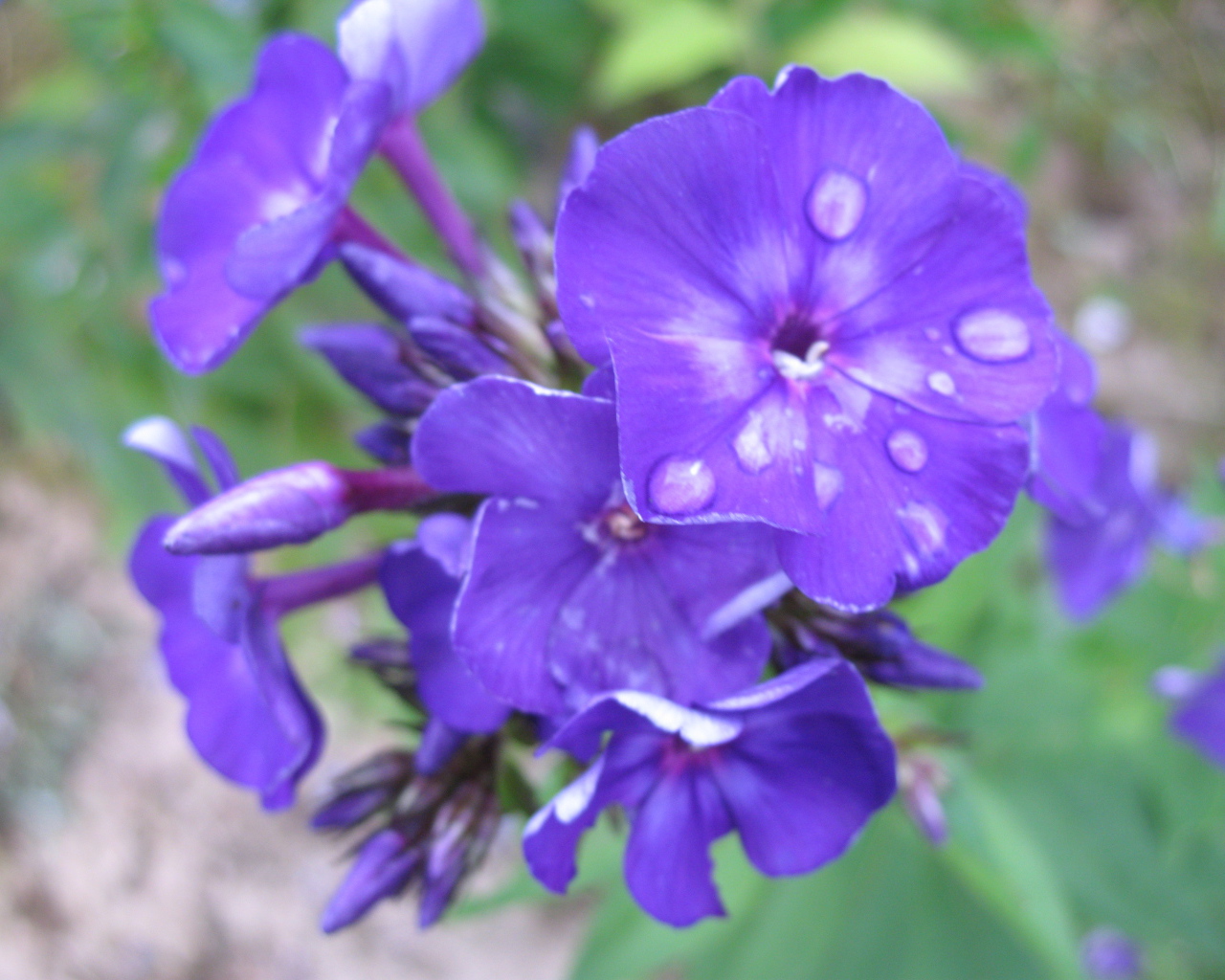 Цветы флокс на поляне