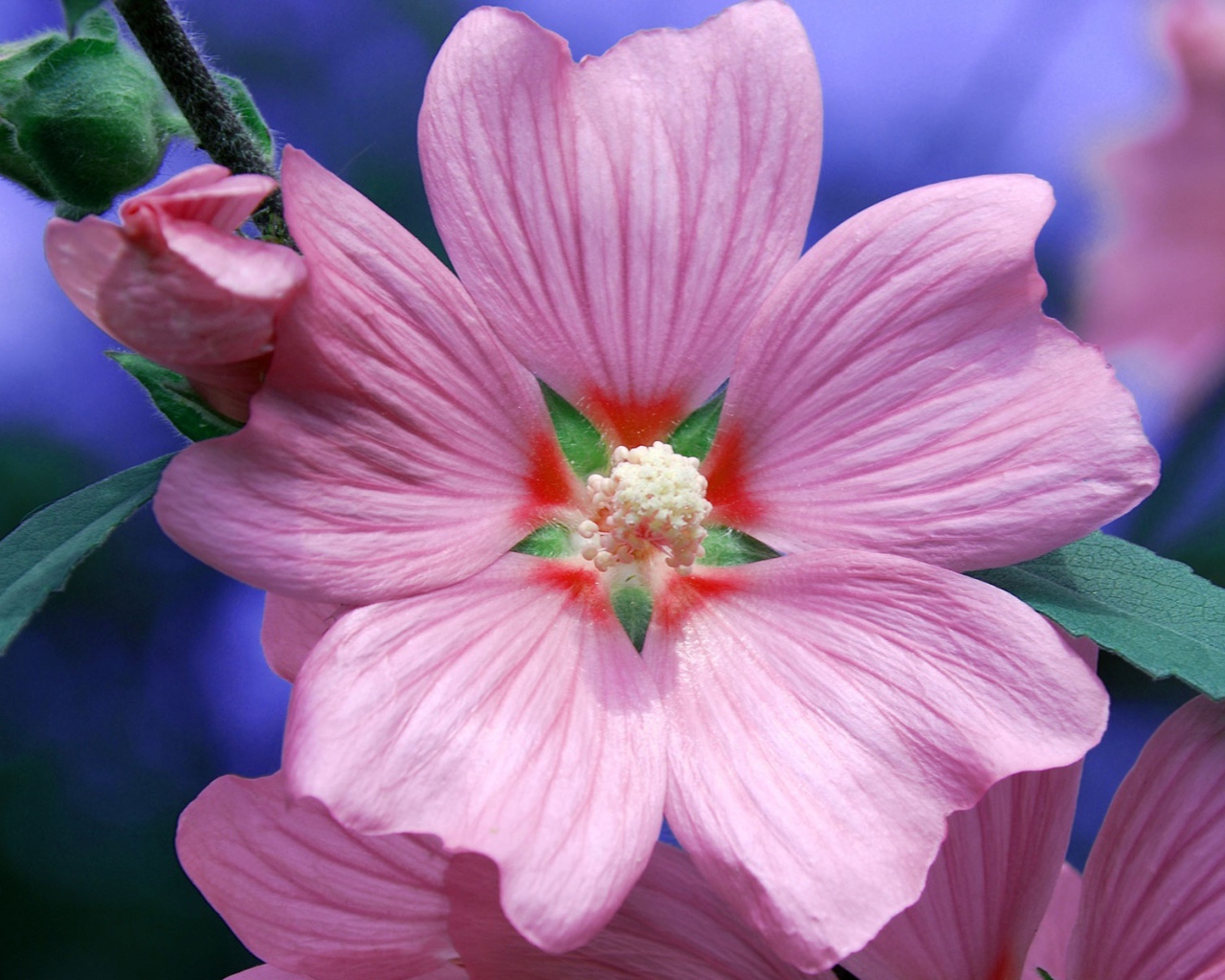 Возьмите цветок