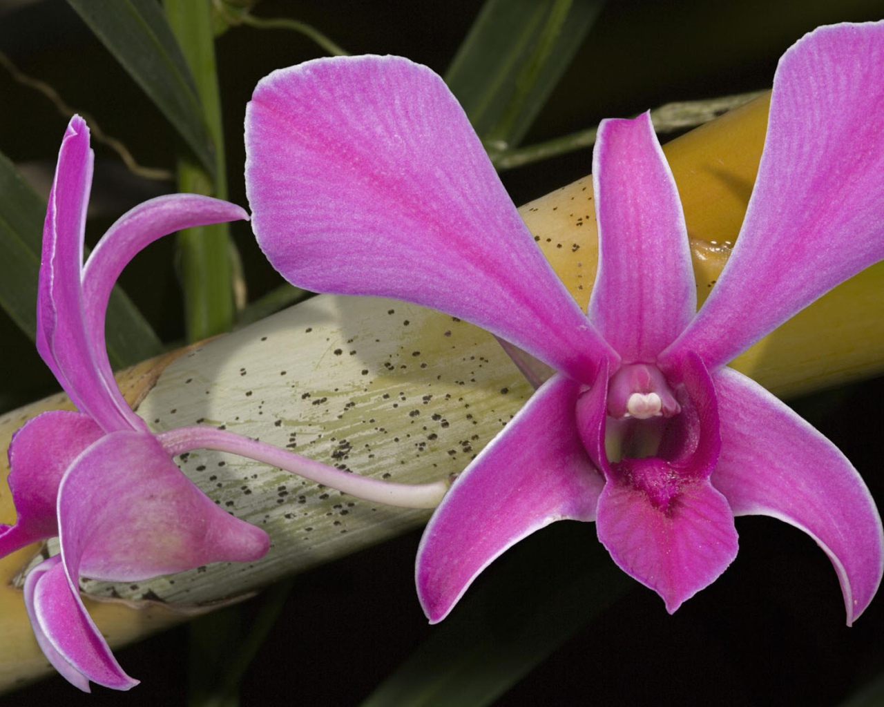 Розовые цветы орхидеи