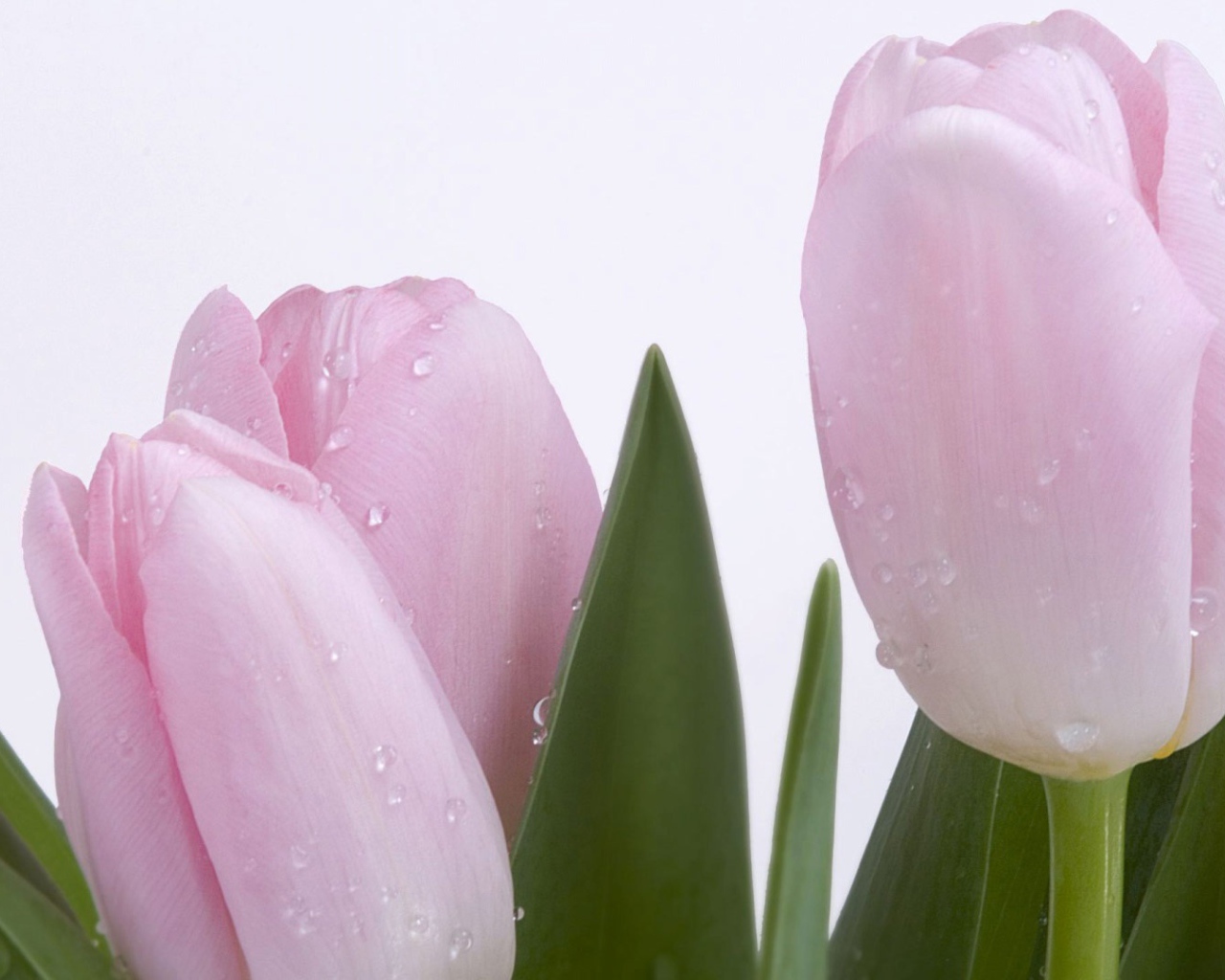 Розовый тюльпан