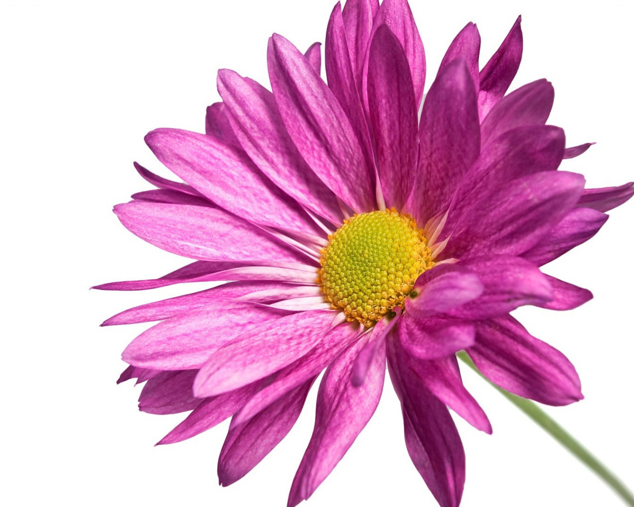 Розовая ромашка