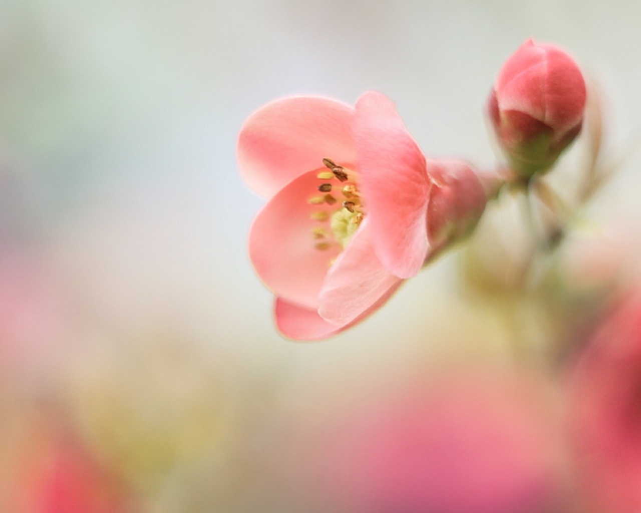 Розовый цветок