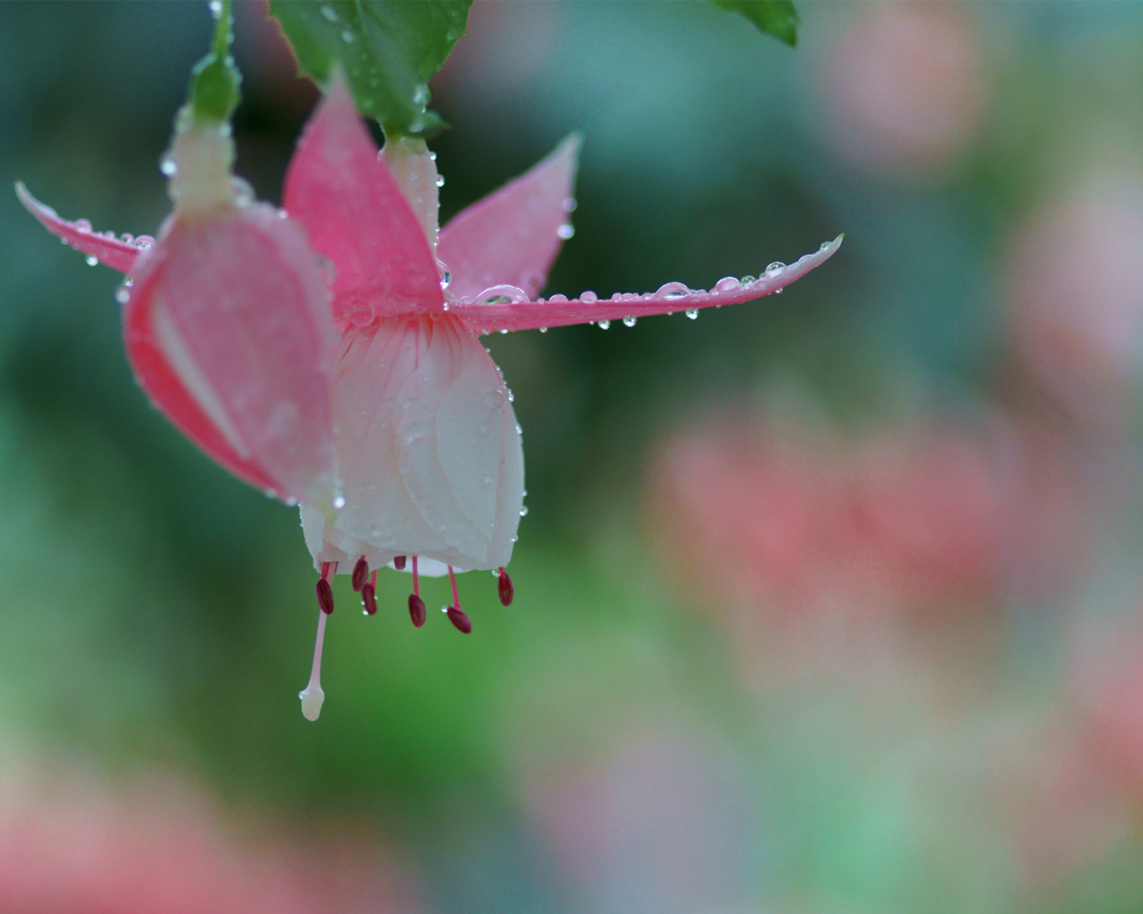 Розовый цветок