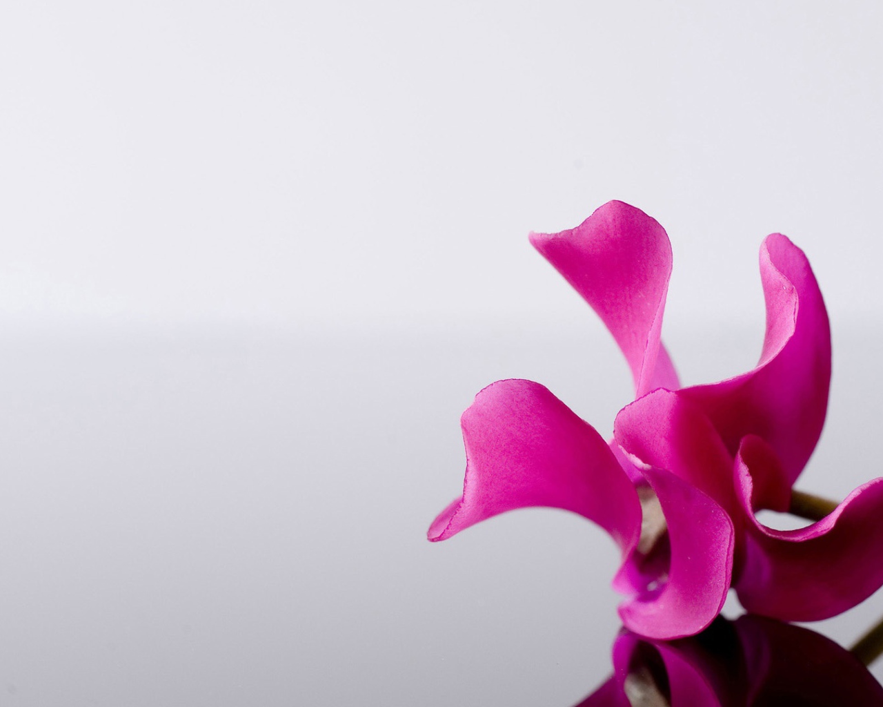 Одинокий розовый цветок