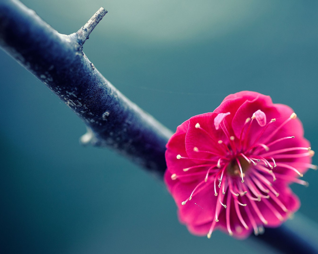 Розовый цветок на ветке