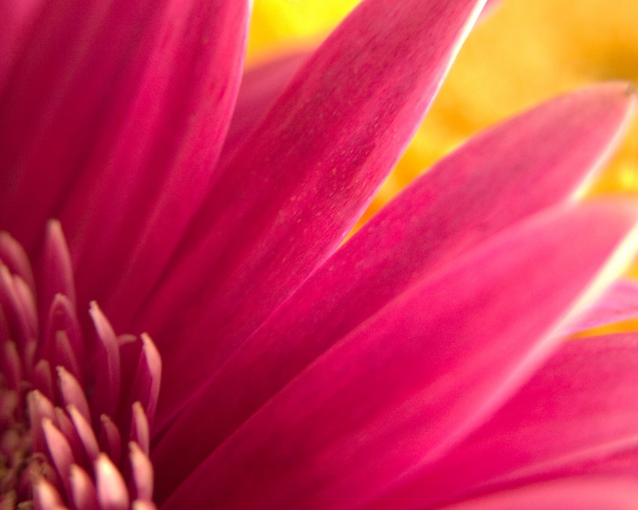 Обои с розовым цветком