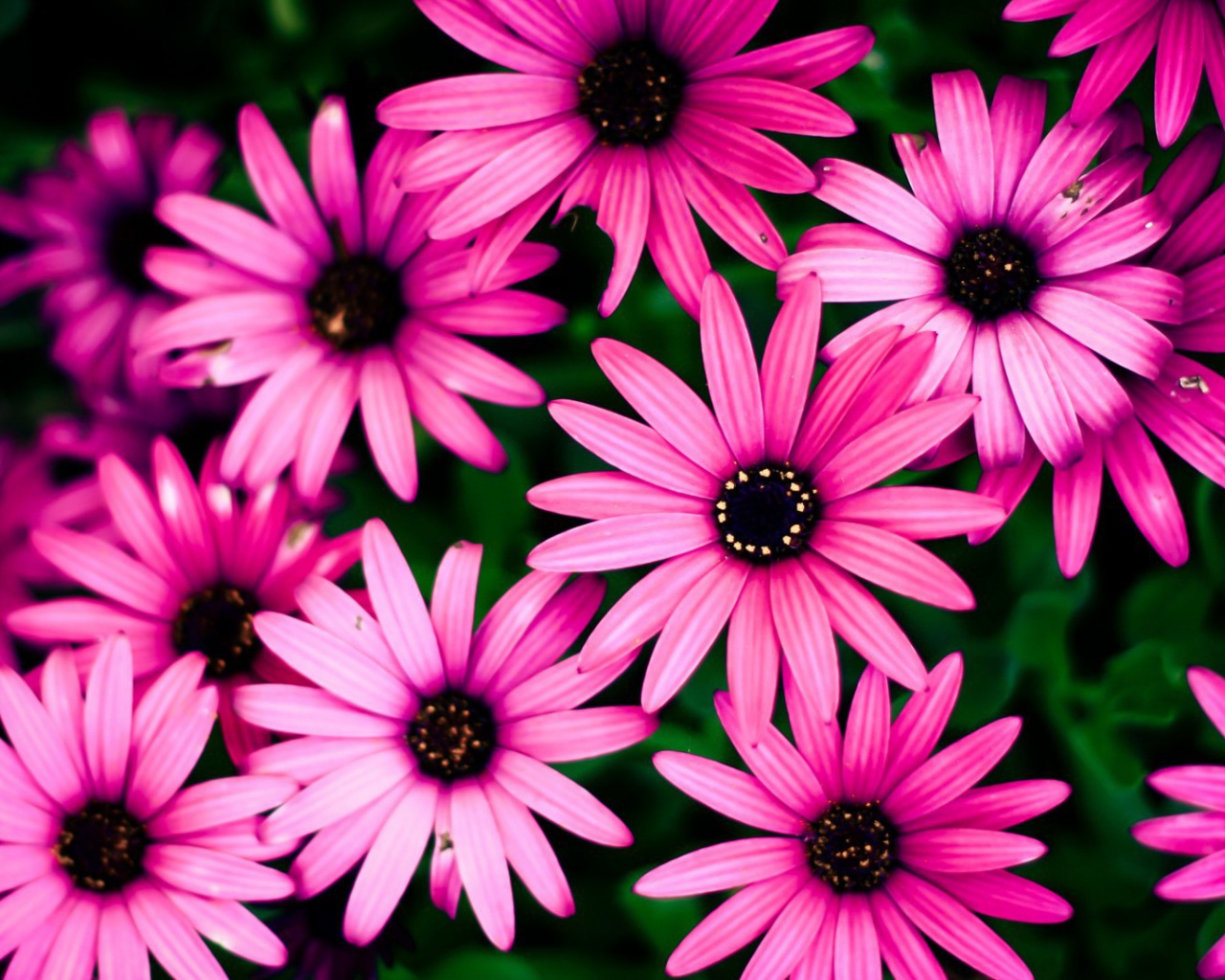 Розовые цветы на фоне зелени