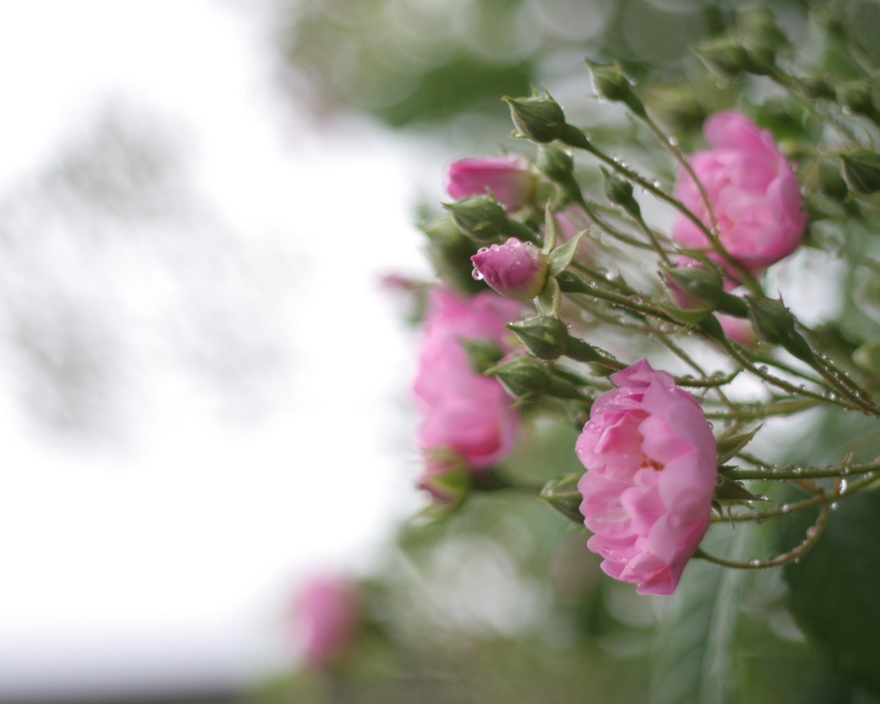 Розовые цветы на кусту