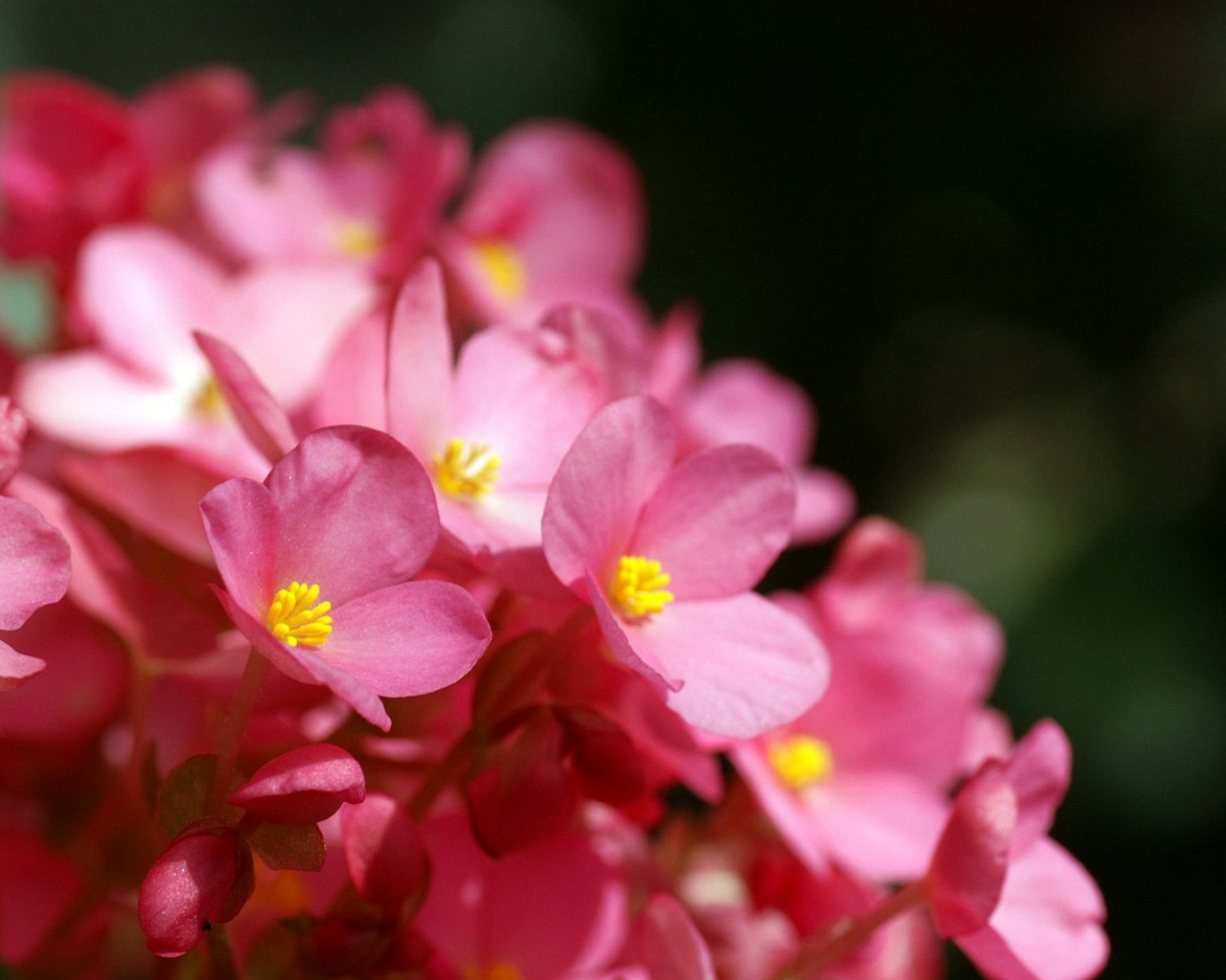 Розовые цветы с желтыми тычинками