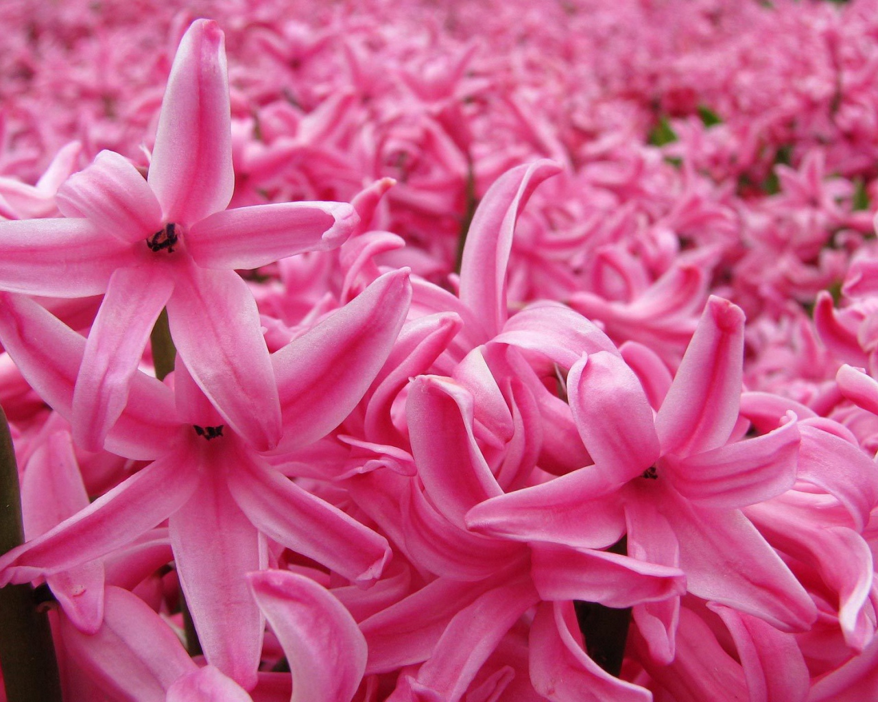 Цветок розовый гиацинт в весеннем саду