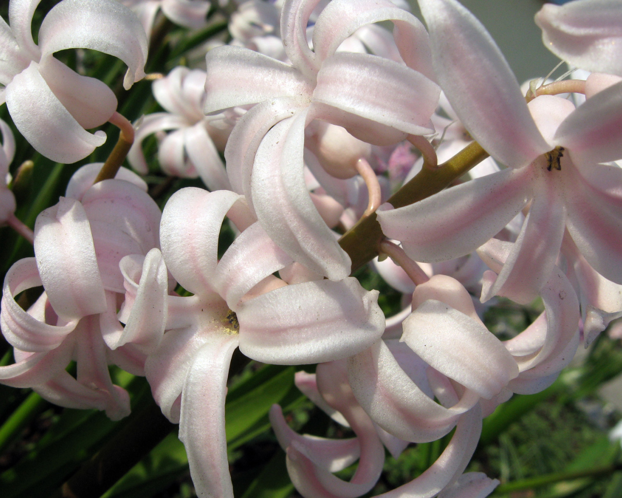 Розовый гиацинт на поляне