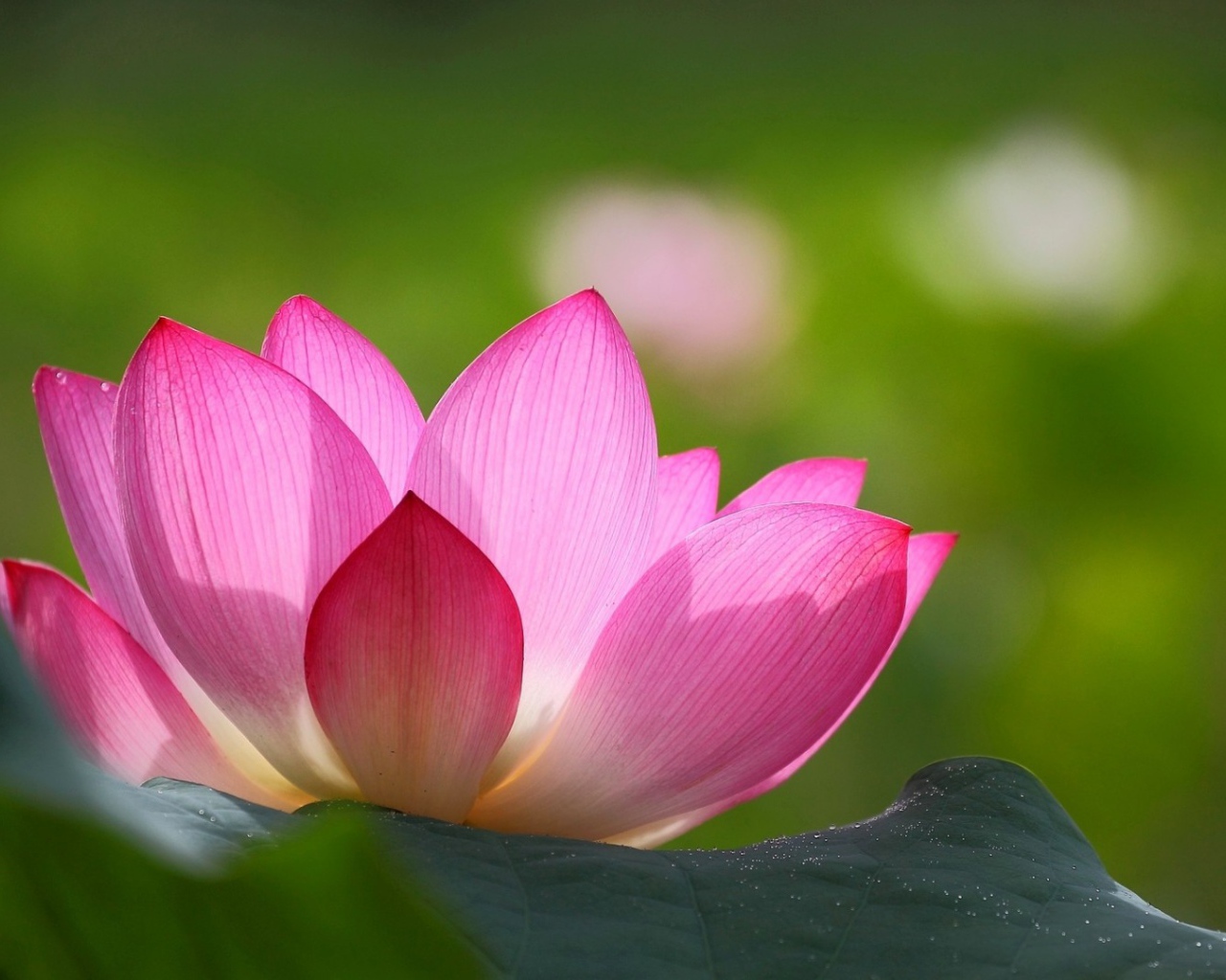 Розовая лилия