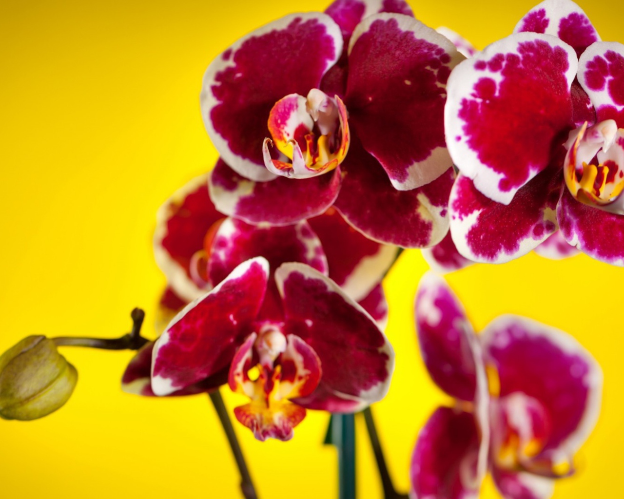 Розовые орхидеи