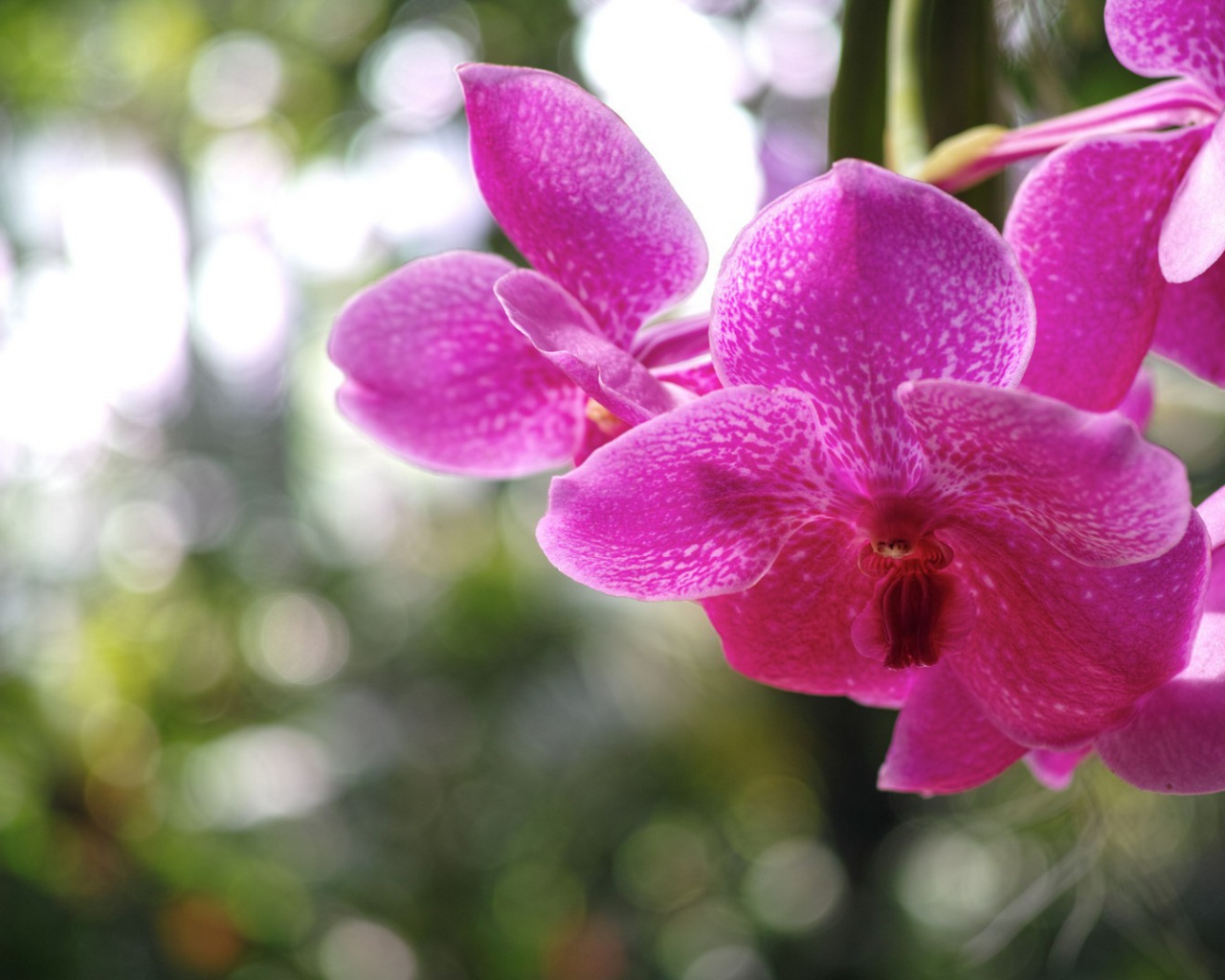 Розовая орхидея