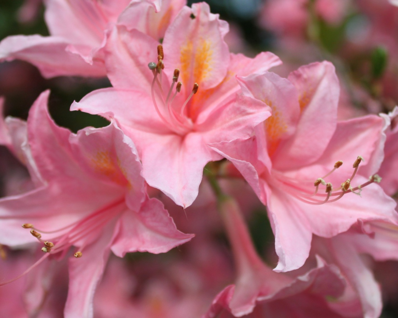 Розовые орхидеи