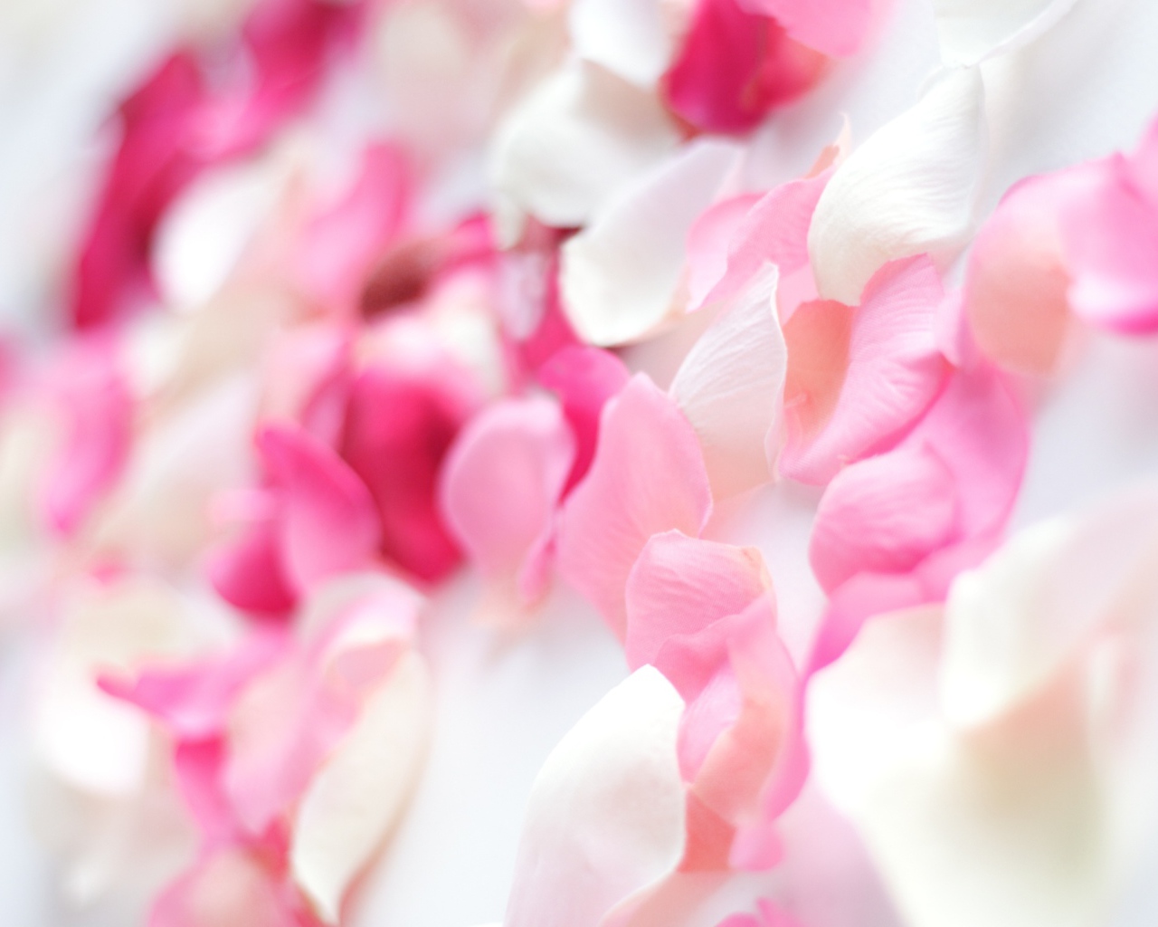 Розовые орхидеи